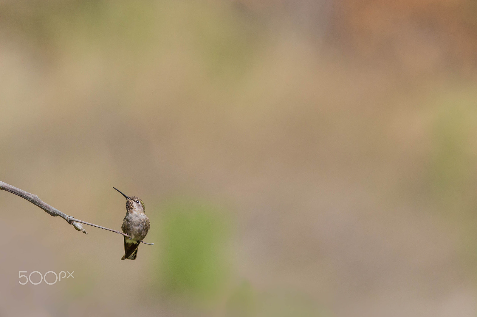 Canon EF 300mm F4L IS USM sample photo. Anna3 photography