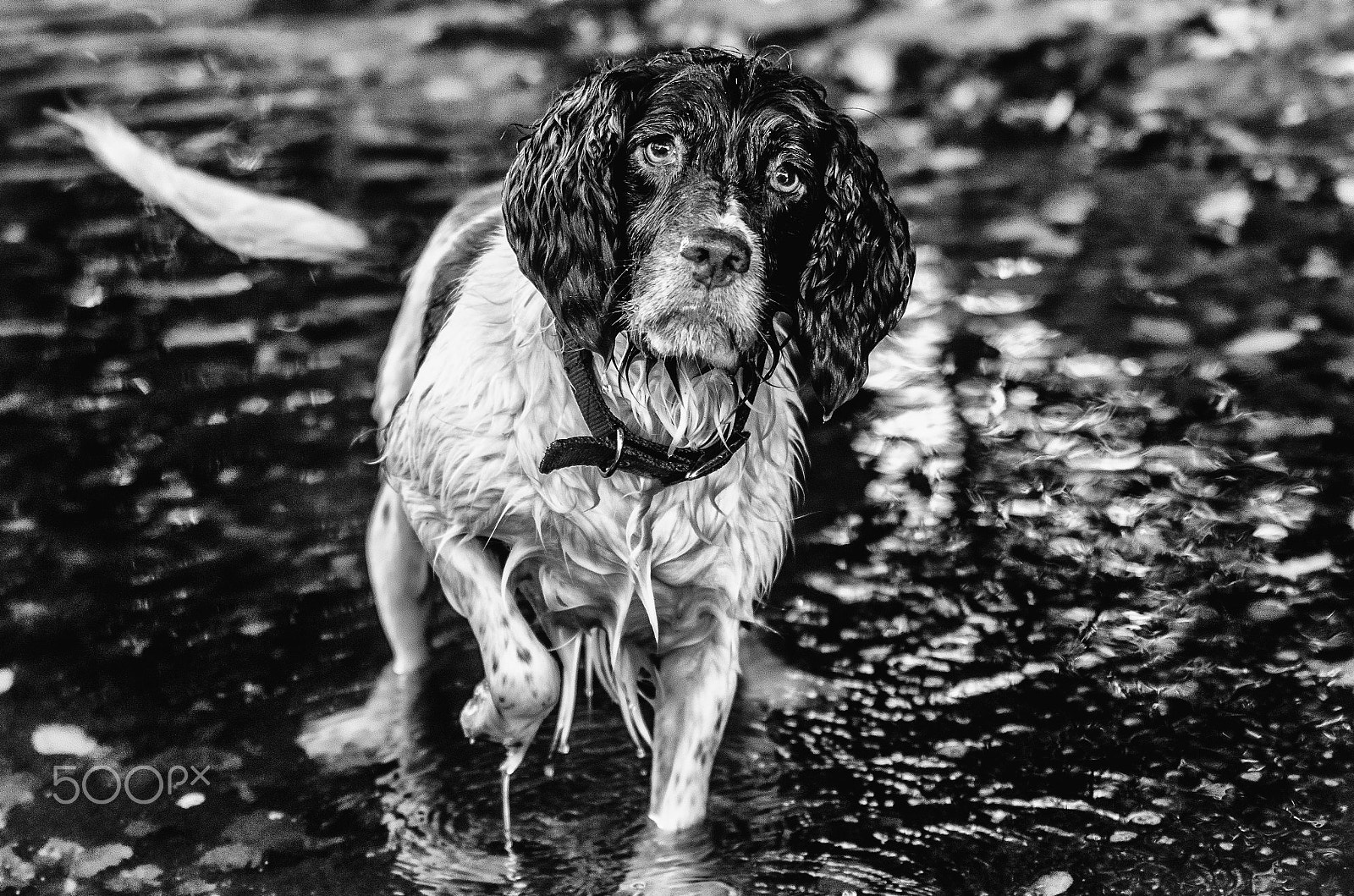 Sigma 70-210mm F2.8 APO sample photo. Water and spaniels like jelly and ice cream ! photography