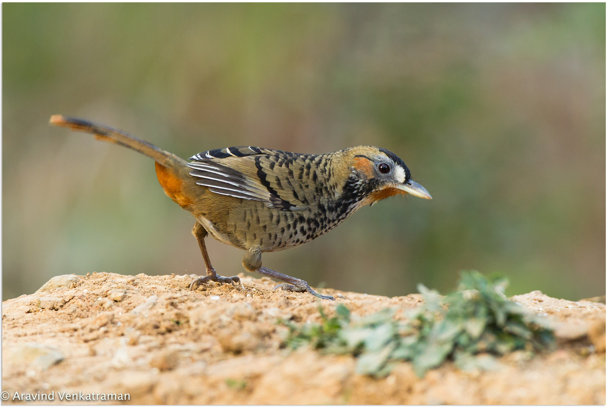 Canon EF 500mm F4L IS USM sample photo. Rufous chinned laughing thrush photography