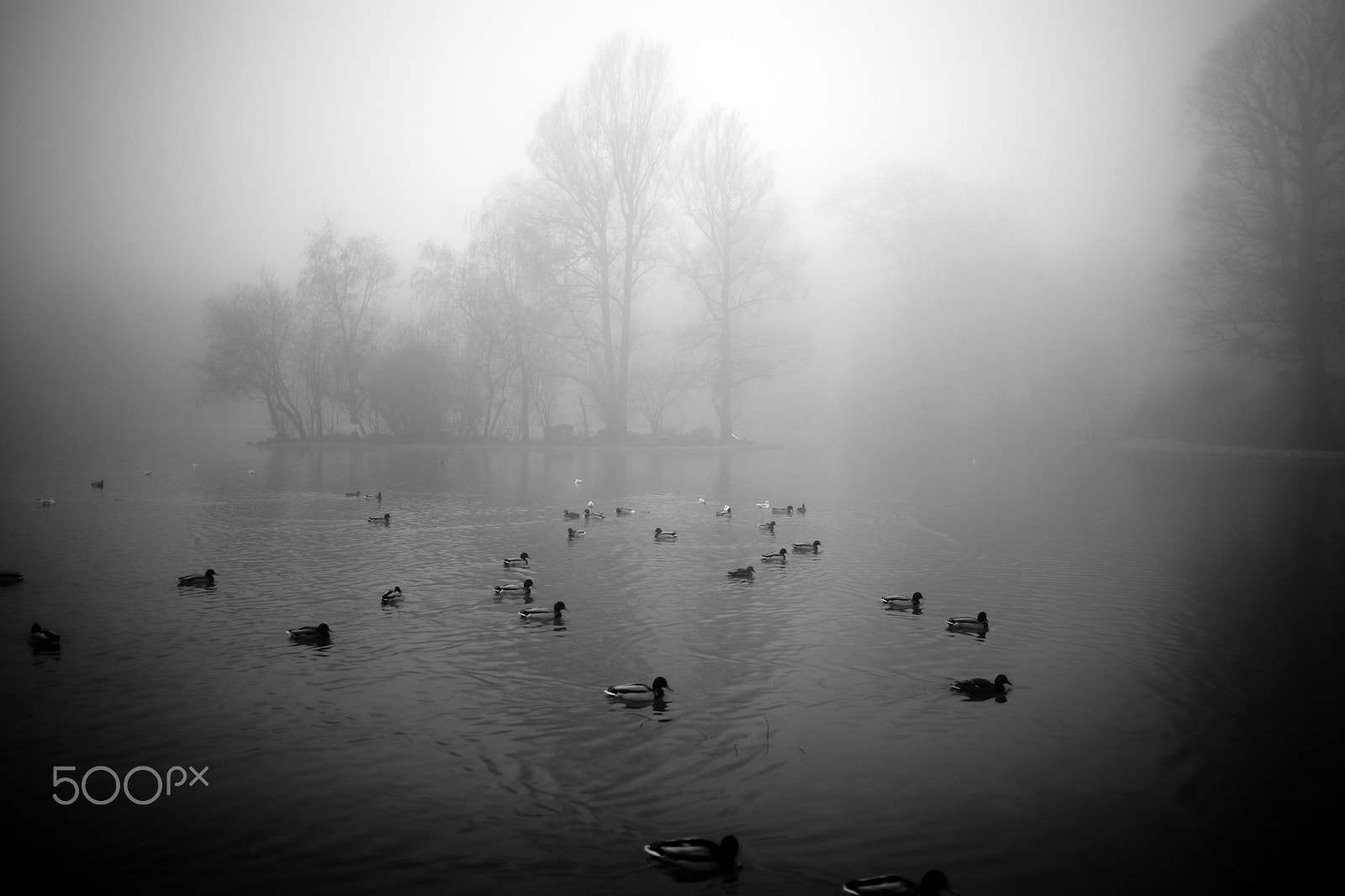 Minolta AF 28mm F2 sample photo. Lac de sauvabelin, lausanne (#3, bw) photography