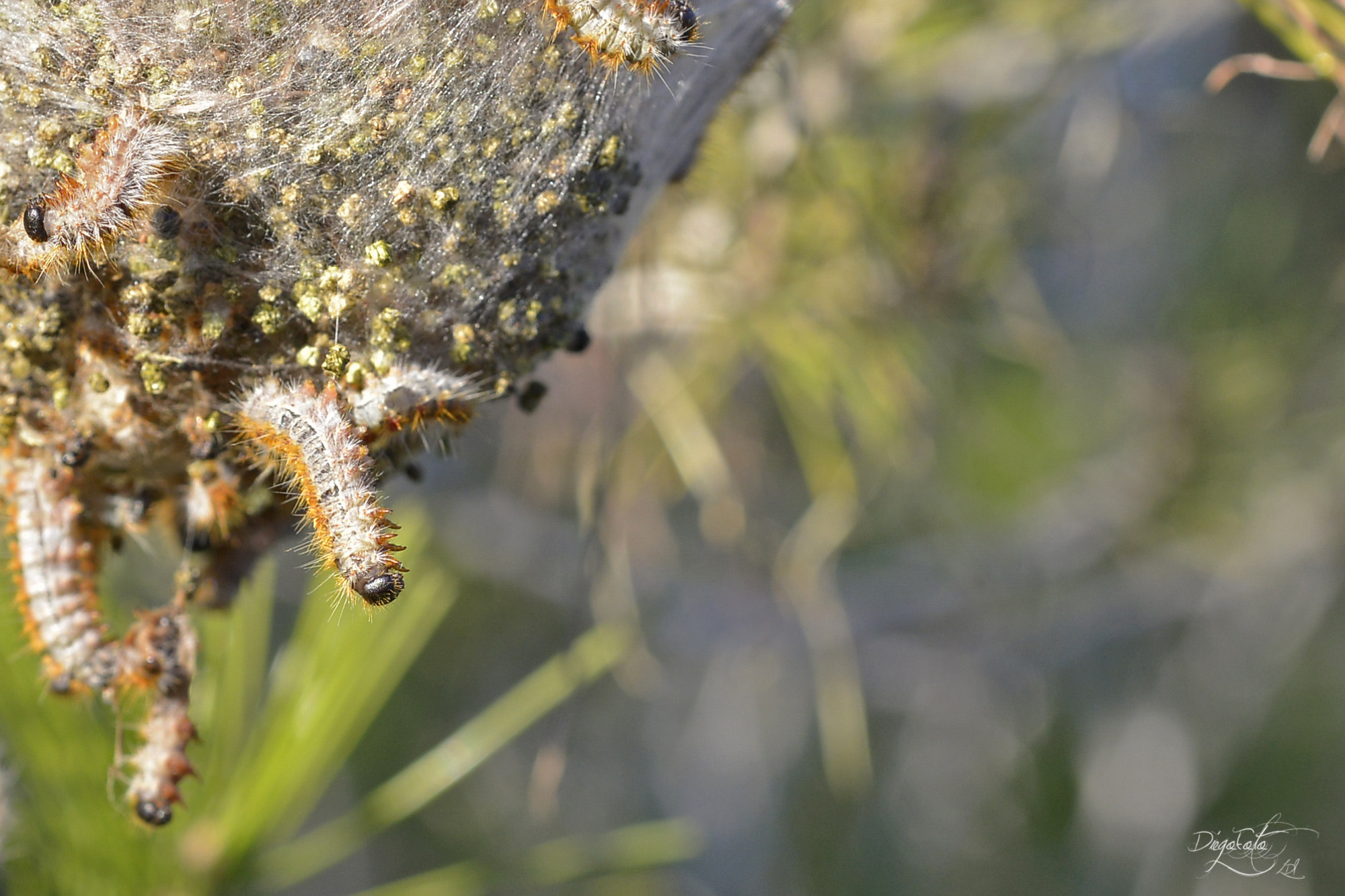 Nikon D610 + Nikon AF Micro-Nikkor 60mm F2.8D sample photo. Procesionaria (thaumetopoea pityocampa) photography
