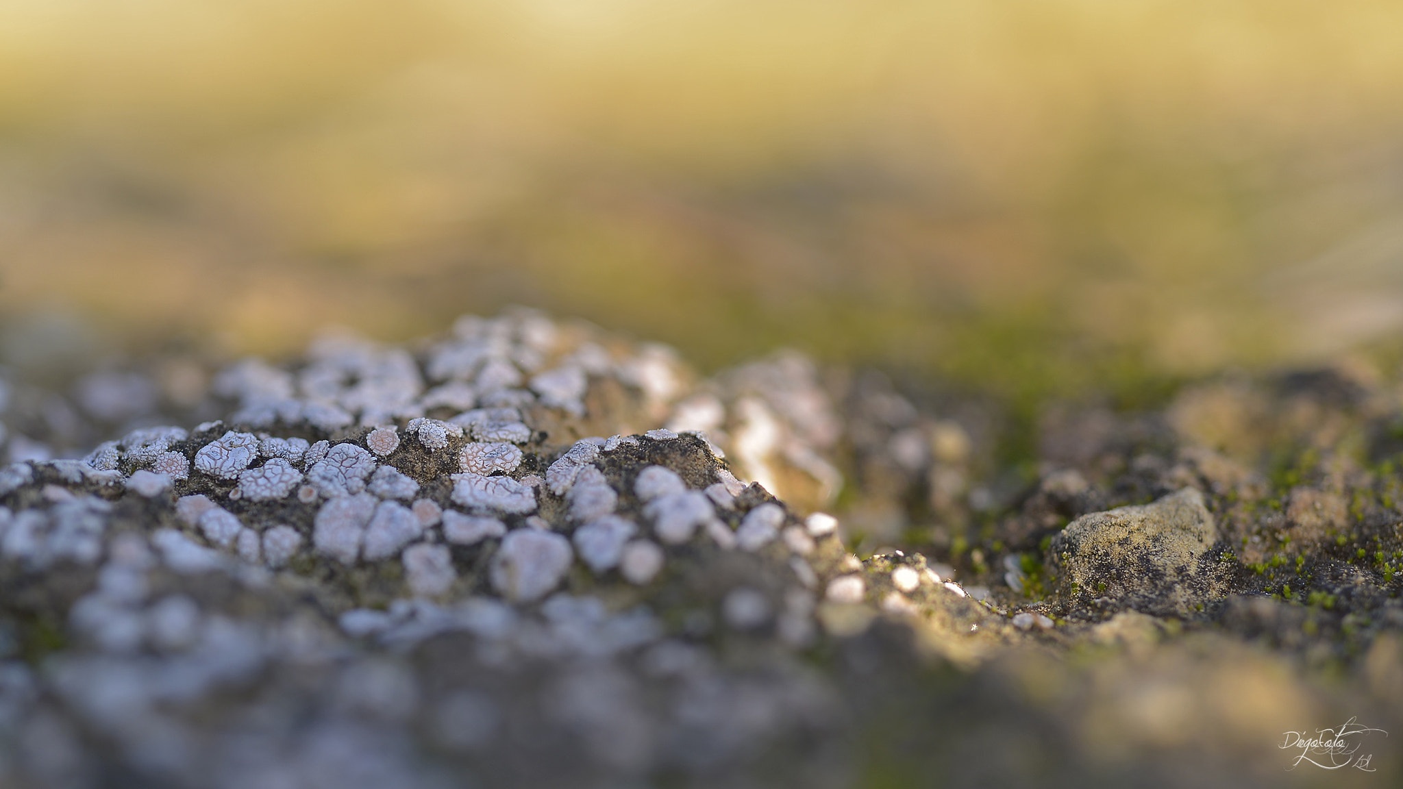 Nikon D610 + Nikon AF Micro-Nikkor 60mm F2.8D sample photo. Liquen photography