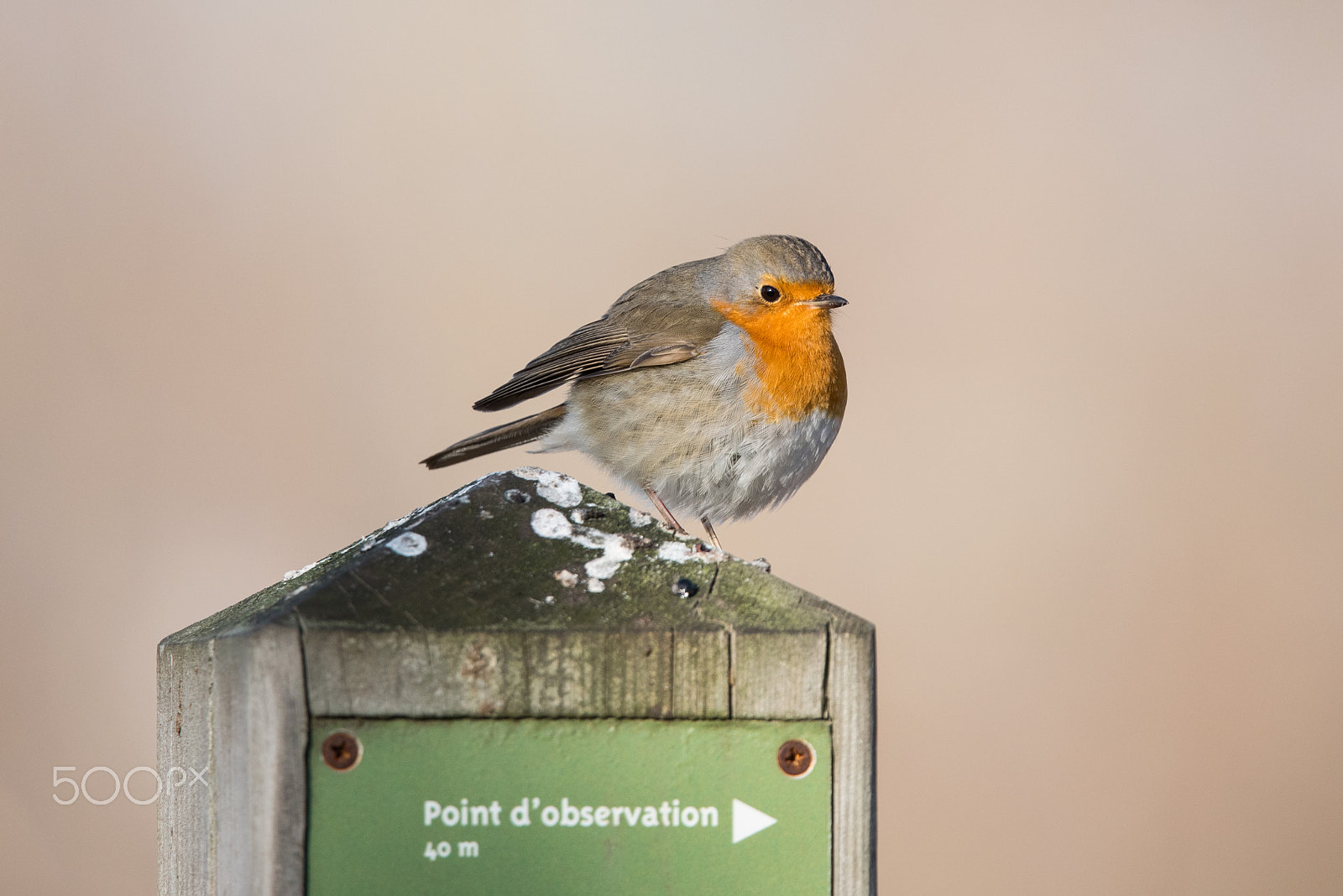 Sigma 150-600mm F5-6.3 DG OS HSM | S sample photo. Observation point photography