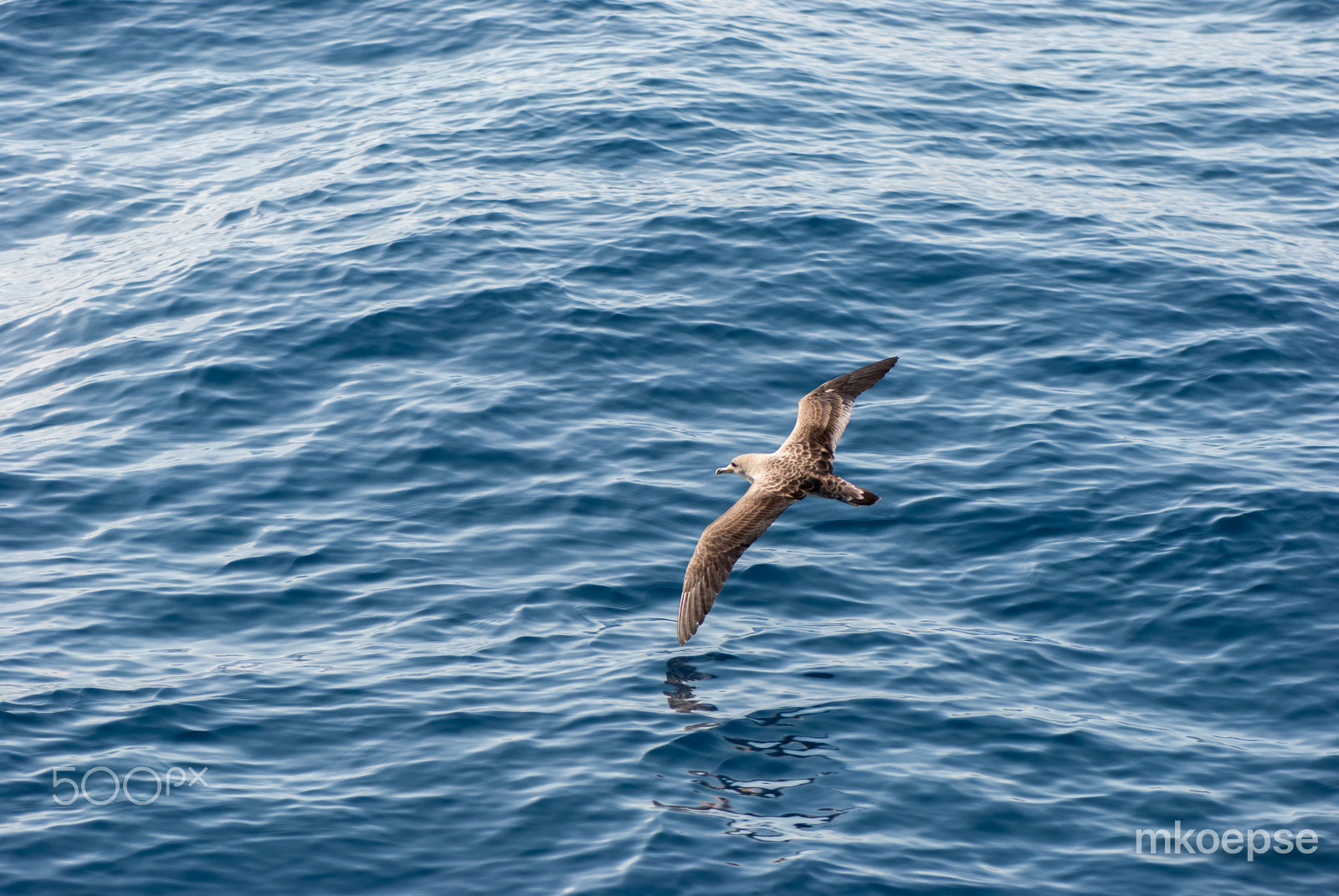 Nikon AF-S Micro-Nikkor 105mm F2.8G IF-ED VR sample photo. Seagull on low-level flight photography