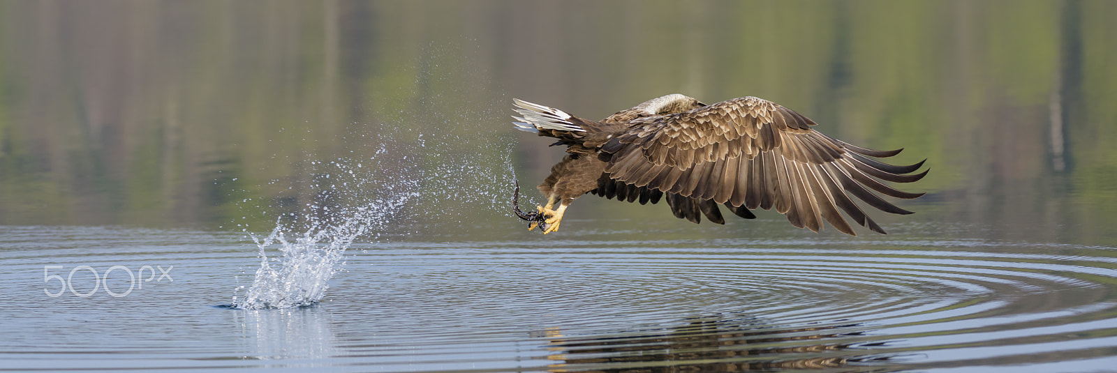 Nikon D810 sample photo. Seeadler, haliaeetus albicilla, white tailed eagle photography