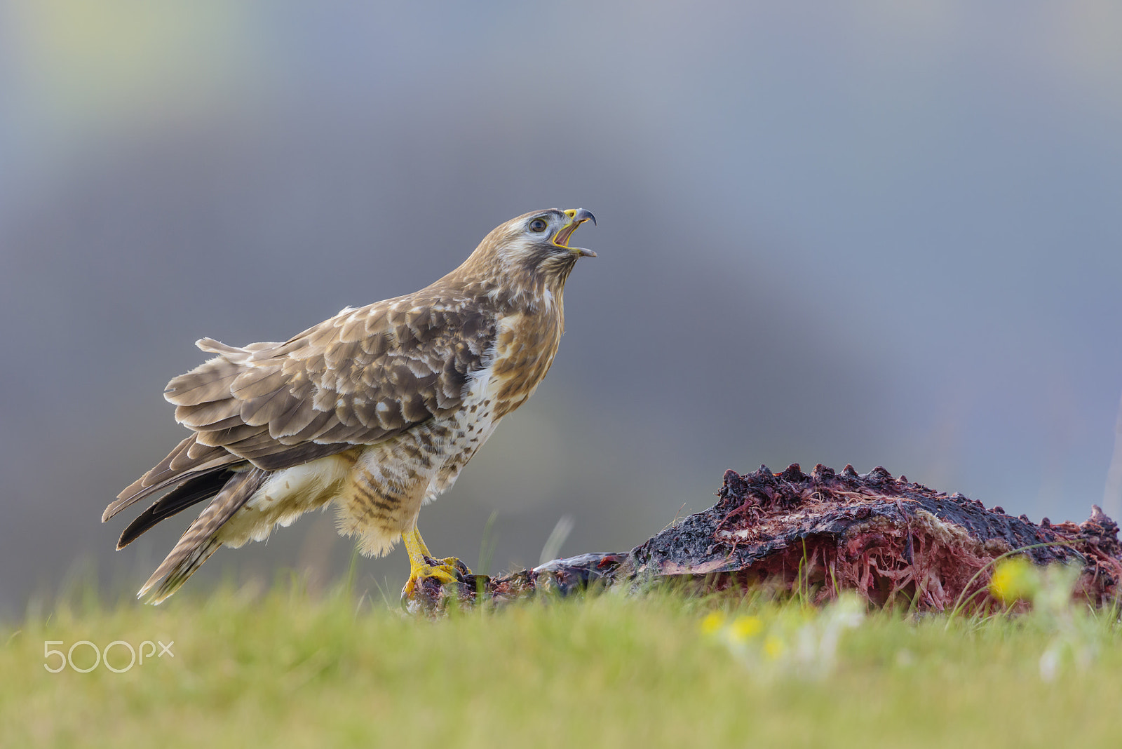 Nikon D810 + Nikon AF-S Nikkor 500mm F4G ED VR sample photo. Maeusebussard, buteo buteo, common buzzard photography