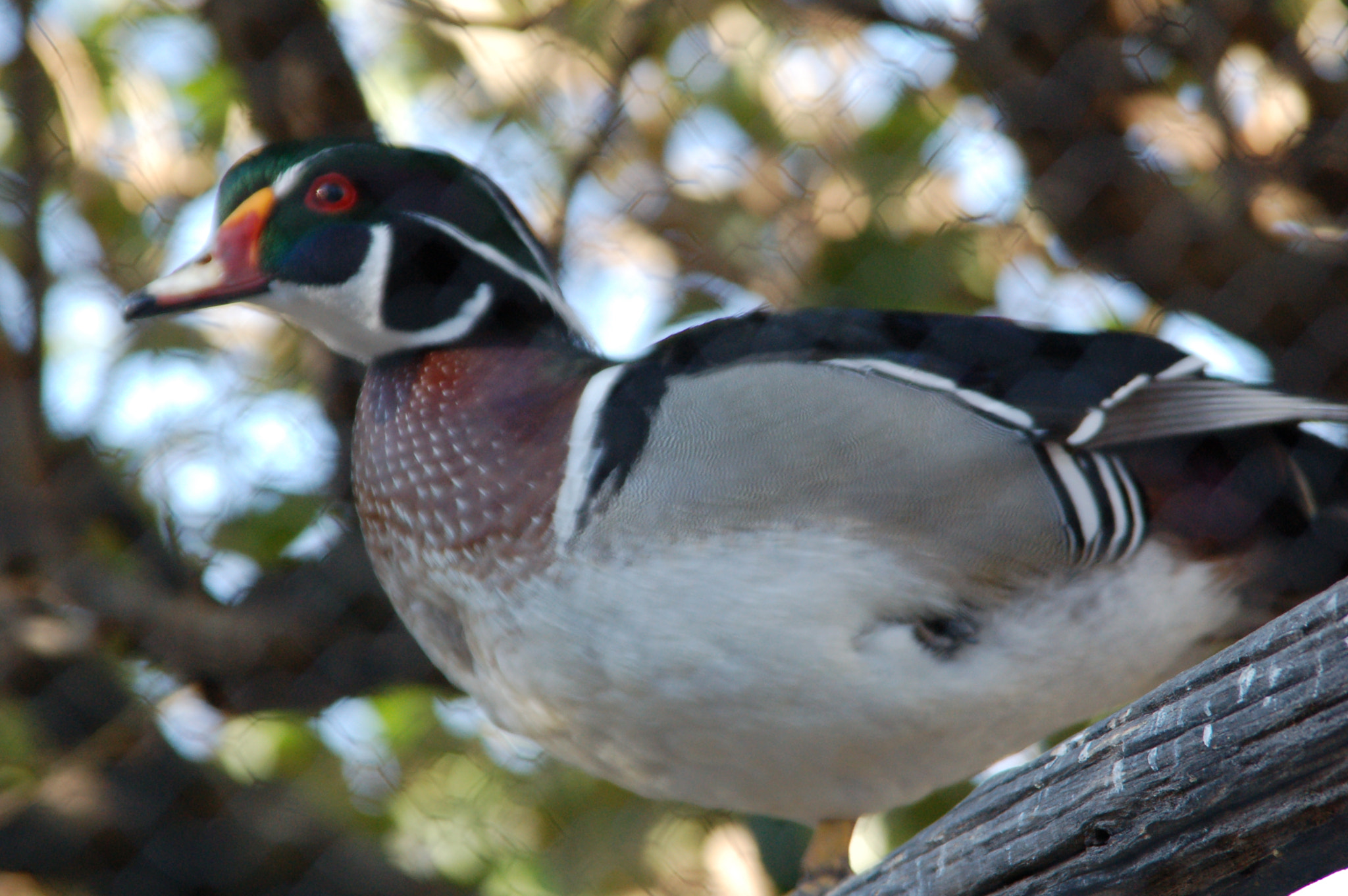 Sigma 28-200mm F3.5-5.6 Compact Aspherical Hyperzoom Macro sample photo. Dsc photography