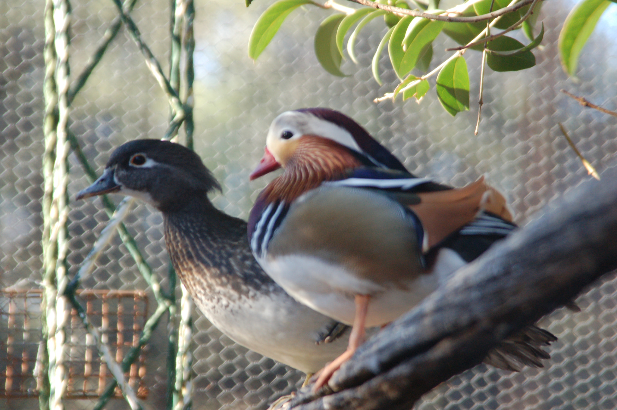 Sigma 28-200mm F3.5-5.6 Compact Aspherical Hyperzoom Macro sample photo. Dsc photography