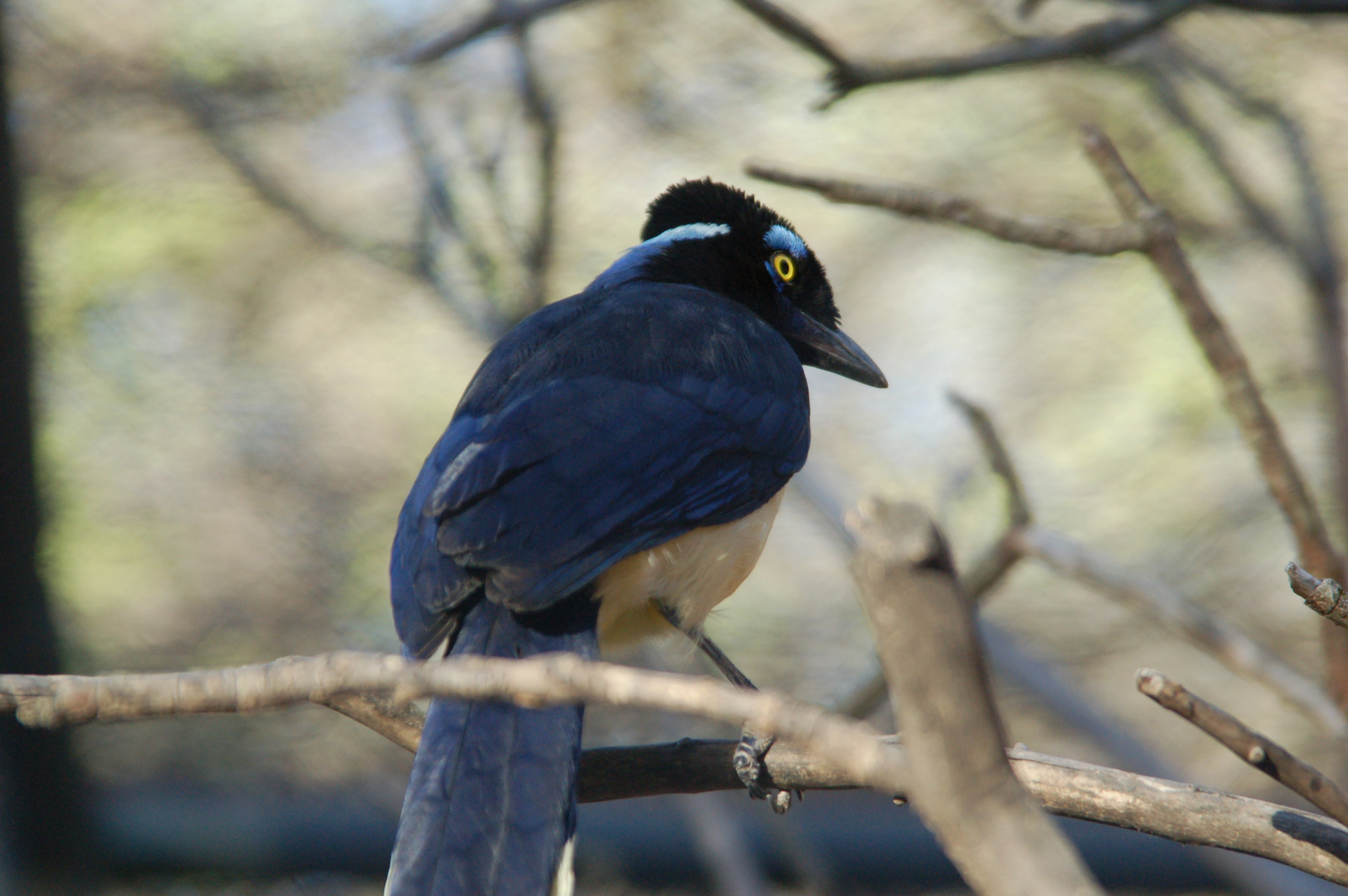 Sigma 28-200mm F3.5-5.6 Compact Aspherical Hyperzoom Macro sample photo. Dsc photography