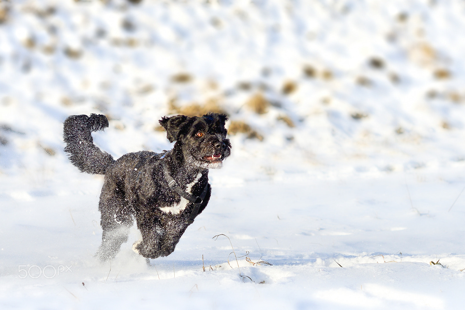 Nikon D800 sample photo. Snowfun photography