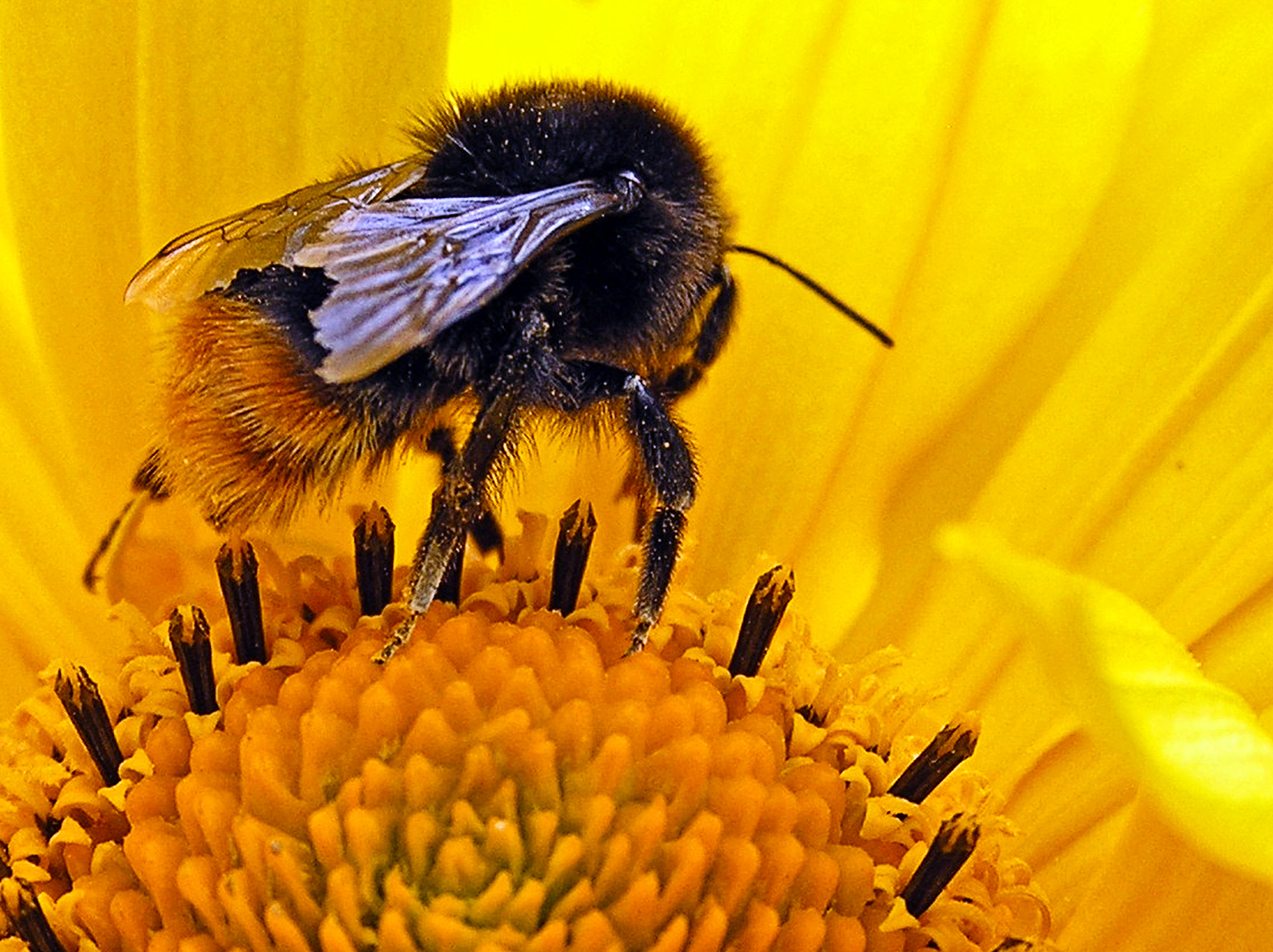 Olympus C765UZ sample photo. Bumblebee photography