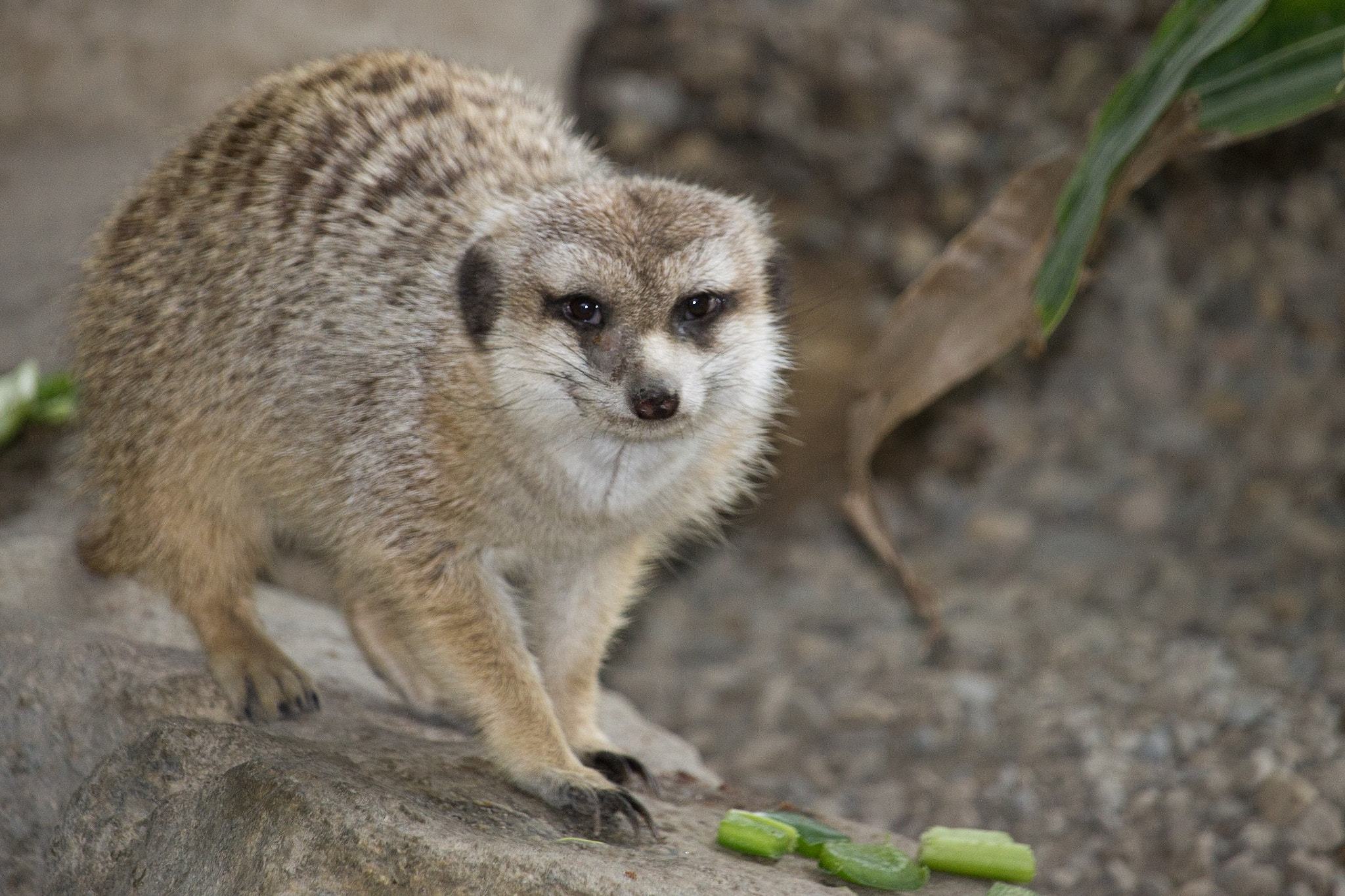 Canon EF-S 55-250mm F4-5.6 IS STM sample photo. Meerkat photography