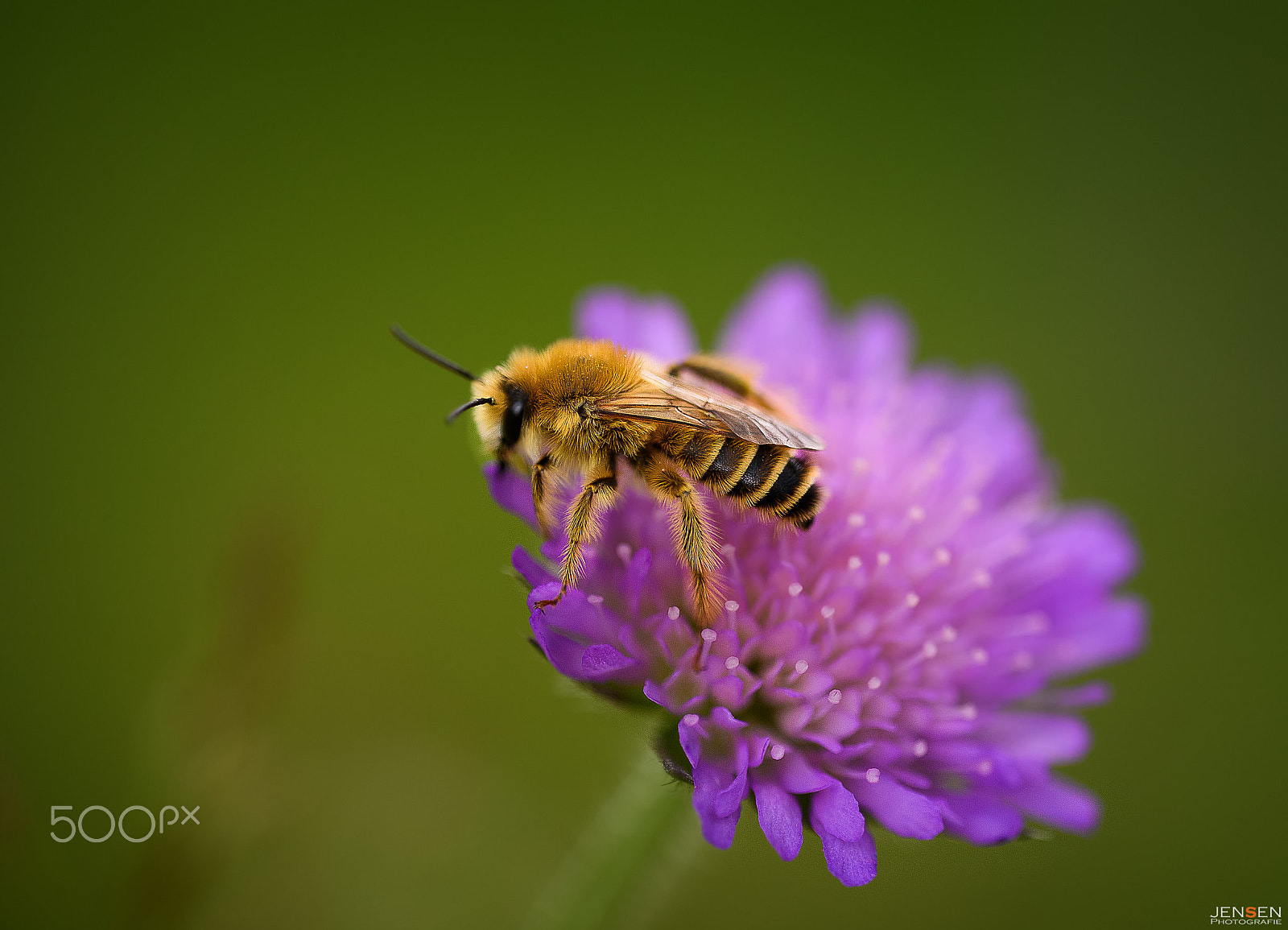Sigma 150mm F2.8 EX DG OS Macro HSM sample photo. The visitor photography