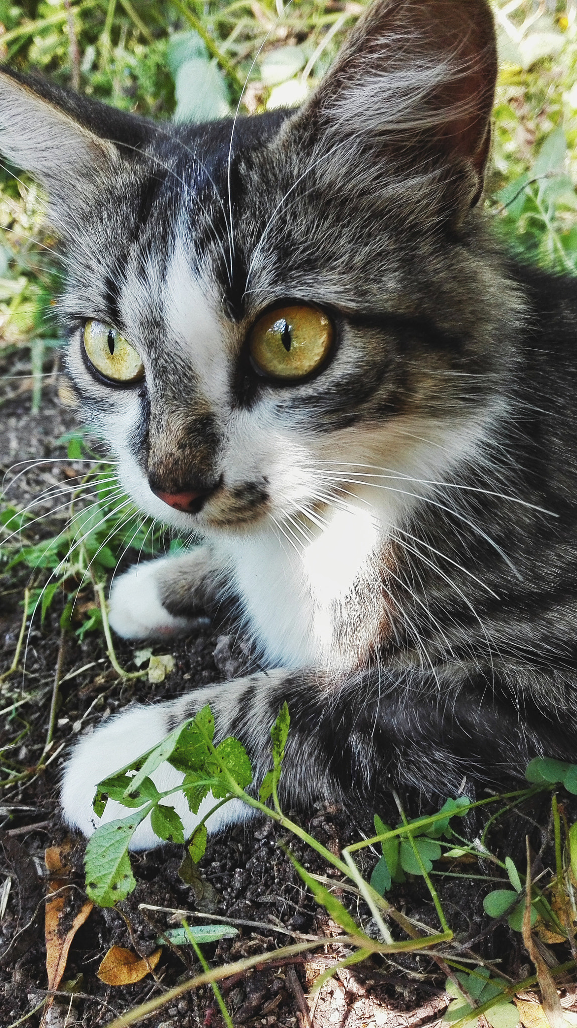 HUAWEI CHC-U03 sample photo. Luna" photography