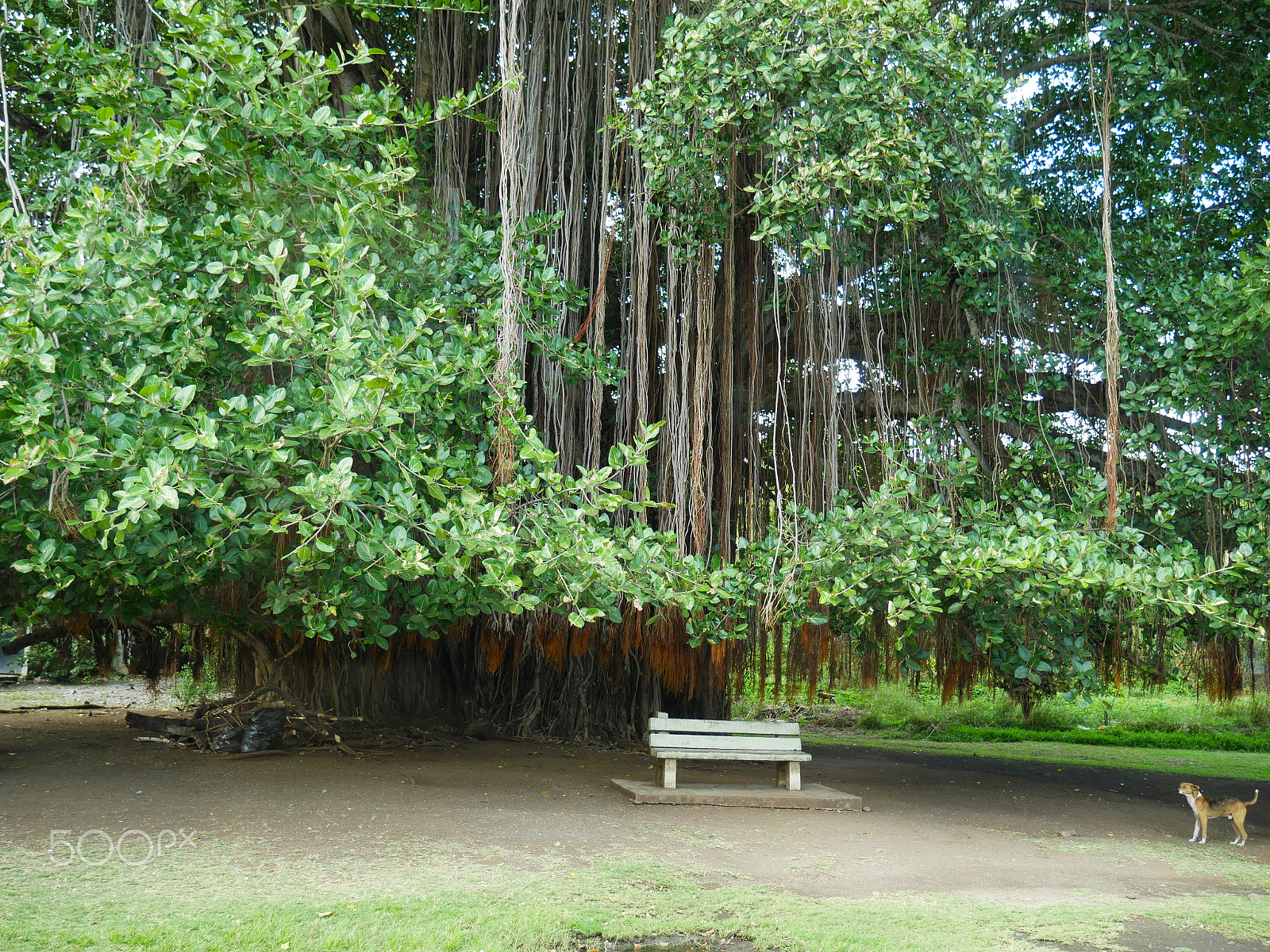 Panasonic Lumix DMC-GX8 sample photo. Special tree in mauritius photography
