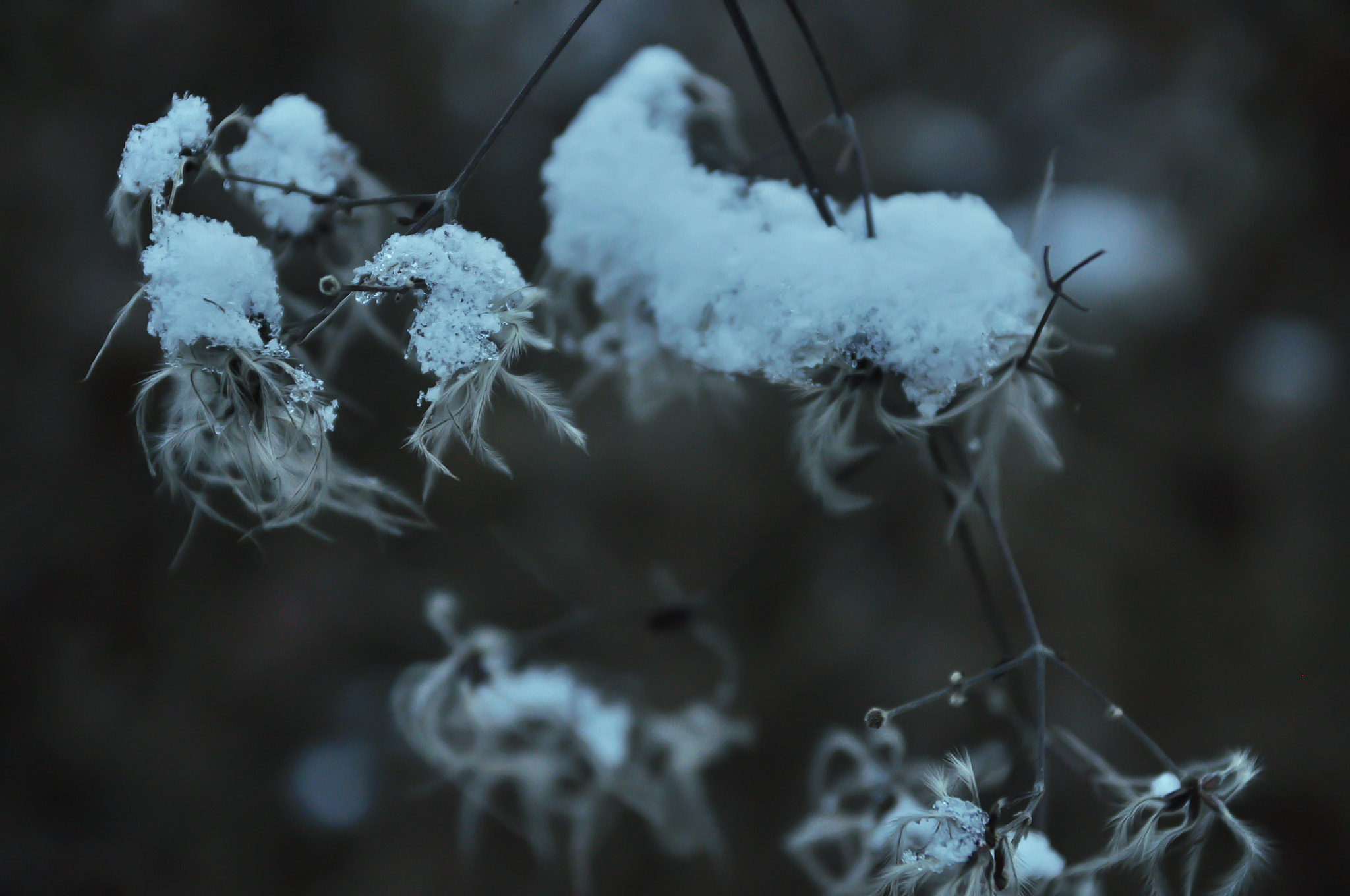 Sigma 17-70mm F2.8-4 DC Macro OS HSM sample photo. Winter magic photography