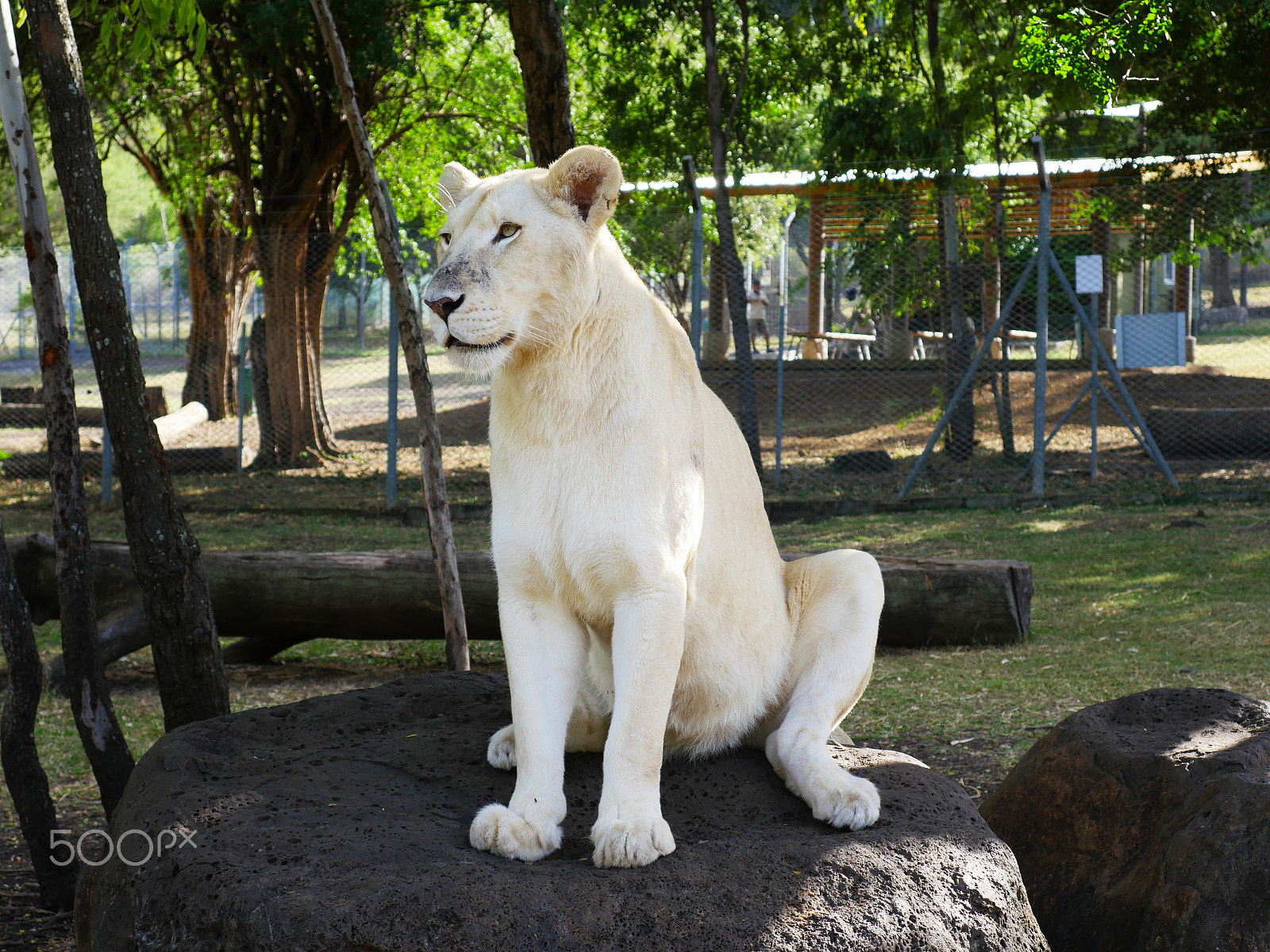 Panasonic Lumix DMC-GX8 sample photo. She is a big girl! photography