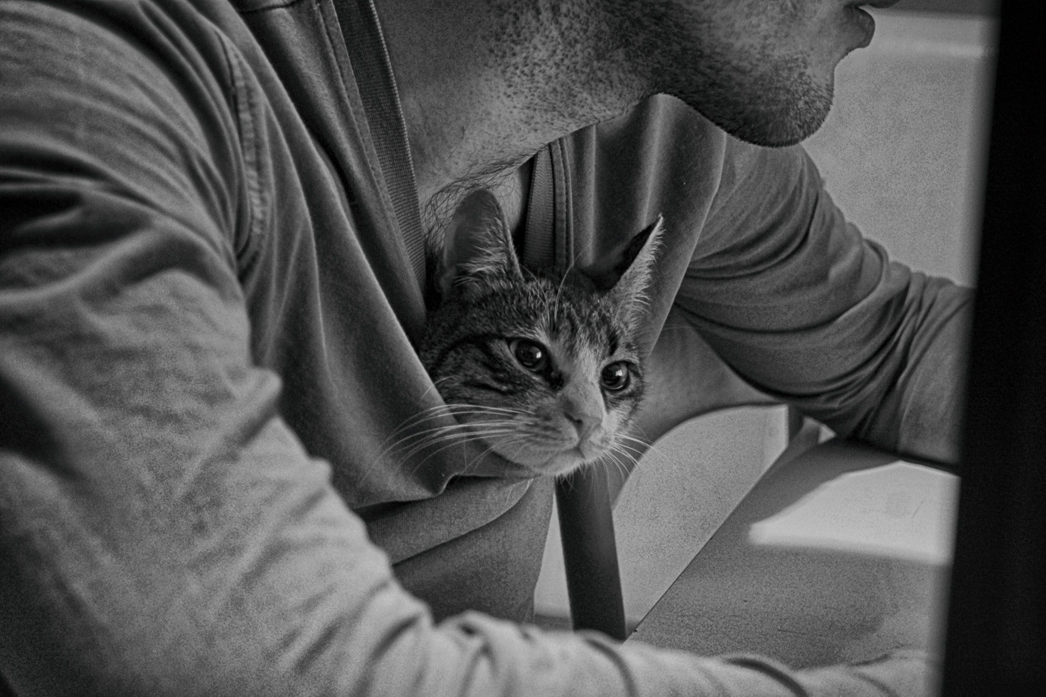 Sony SLT-A65 (SLT-A65V) + Sony DT 18-55mm F3.5-5.6 SAM sample photo. Kitty in b&w photography
