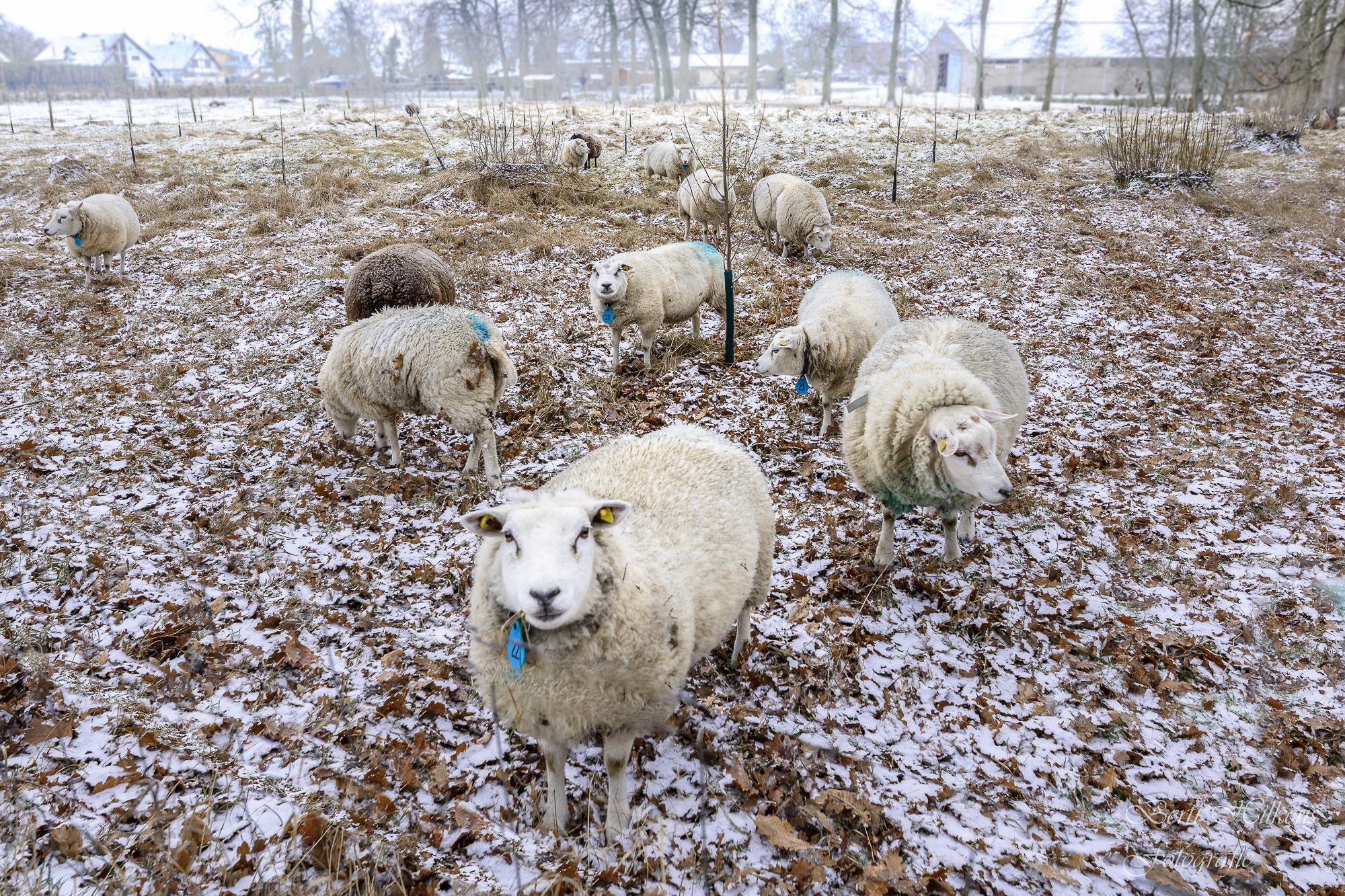 Tamron SP 15-30mm F2.8 Di VC USD sample photo. Just winter photography