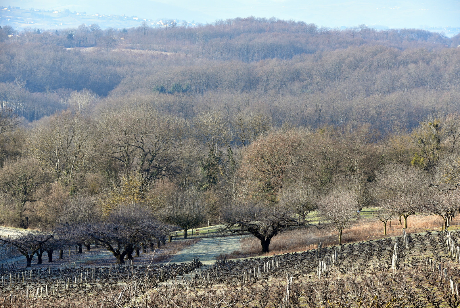 Nikon D750 sample photo. Vigne beaujolaise en hiver, marcy photography