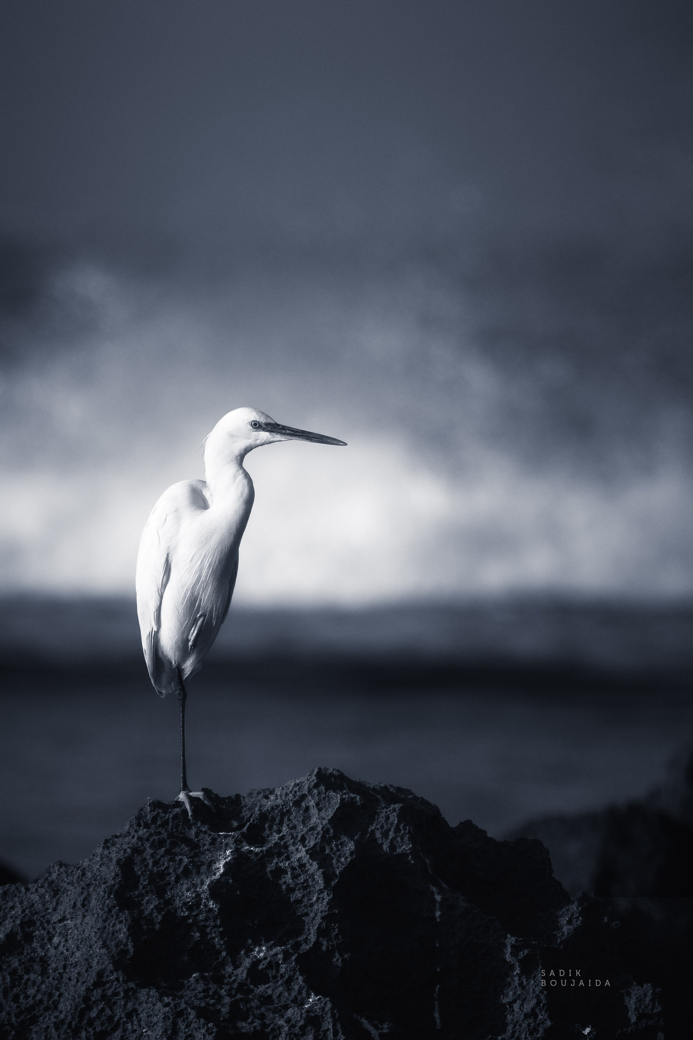 Canon EOS 50D + Canon EF 70-200mm F4L IS USM sample photo. An egret in monochrome photography
