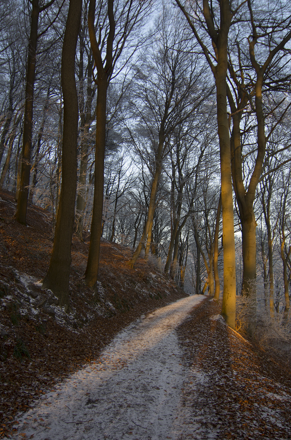 Pentax K-5 sample photo. Forest road photography