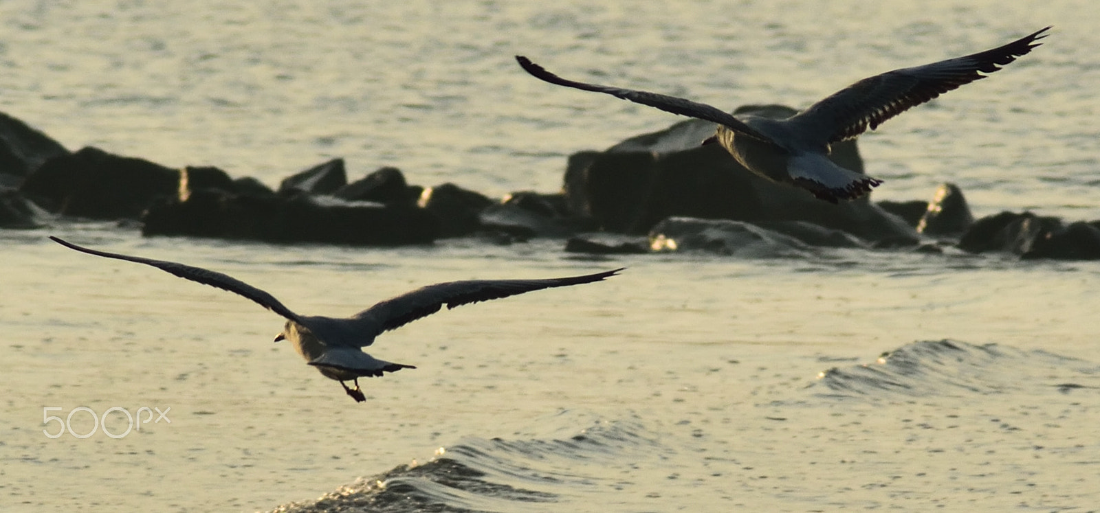 Nikon AF Nikkor 70-300mm F4-5.6G sample photo. Indian tern-landing smoothly... photography