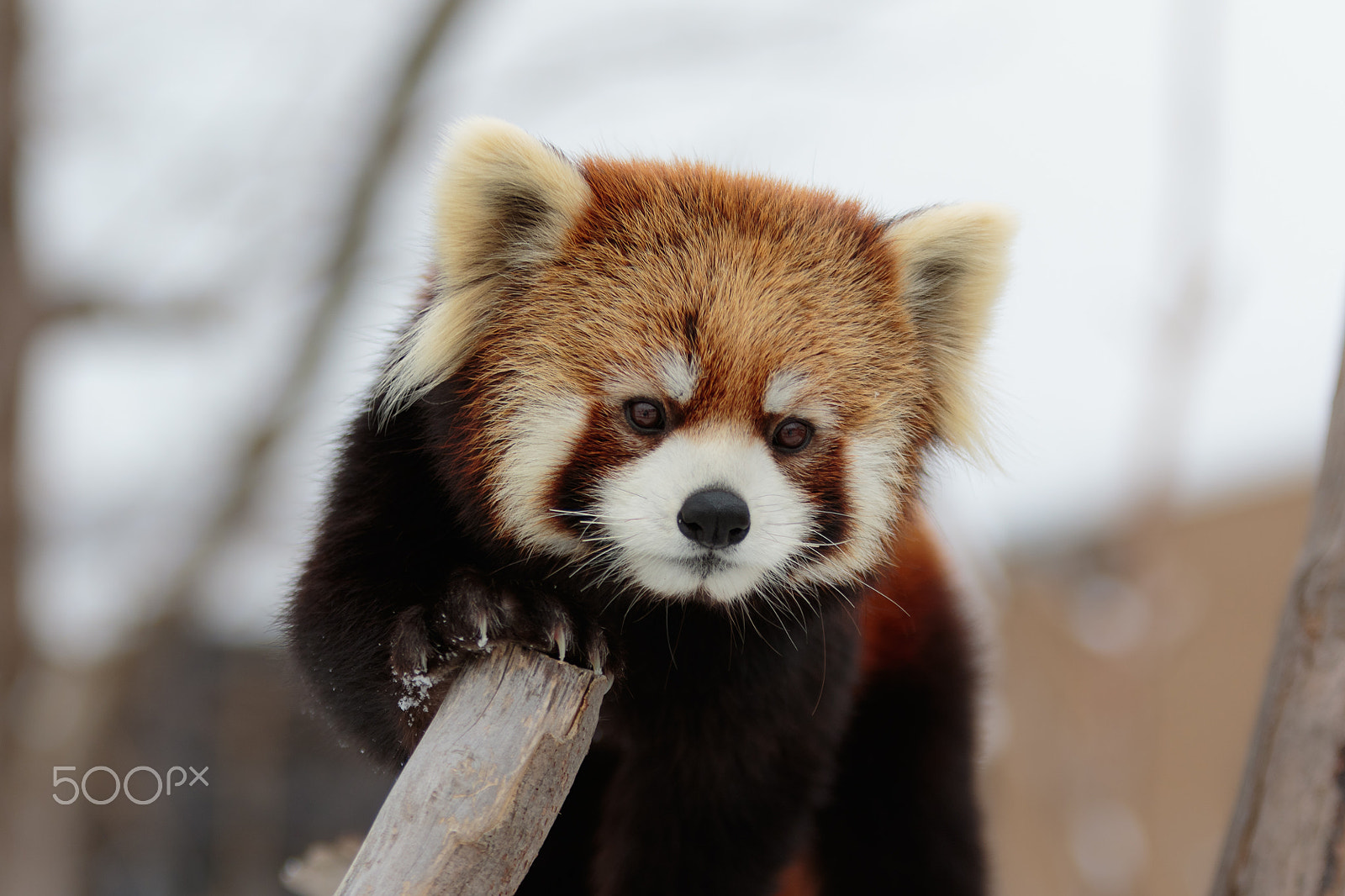 Canon EOS 7D Mark II + Canon EF 70-200mm F2.8L IS USM sample photo. Red panda photography