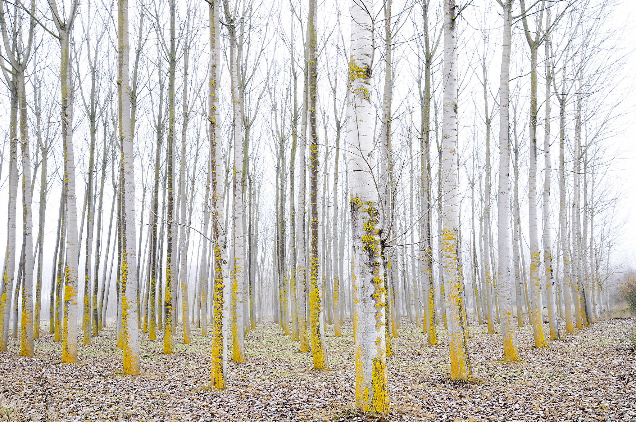 Nikon D90 + Sigma 17-70mm F2.8-4 DC Macro OS HSM sample photo. Black poplars in the fog photography