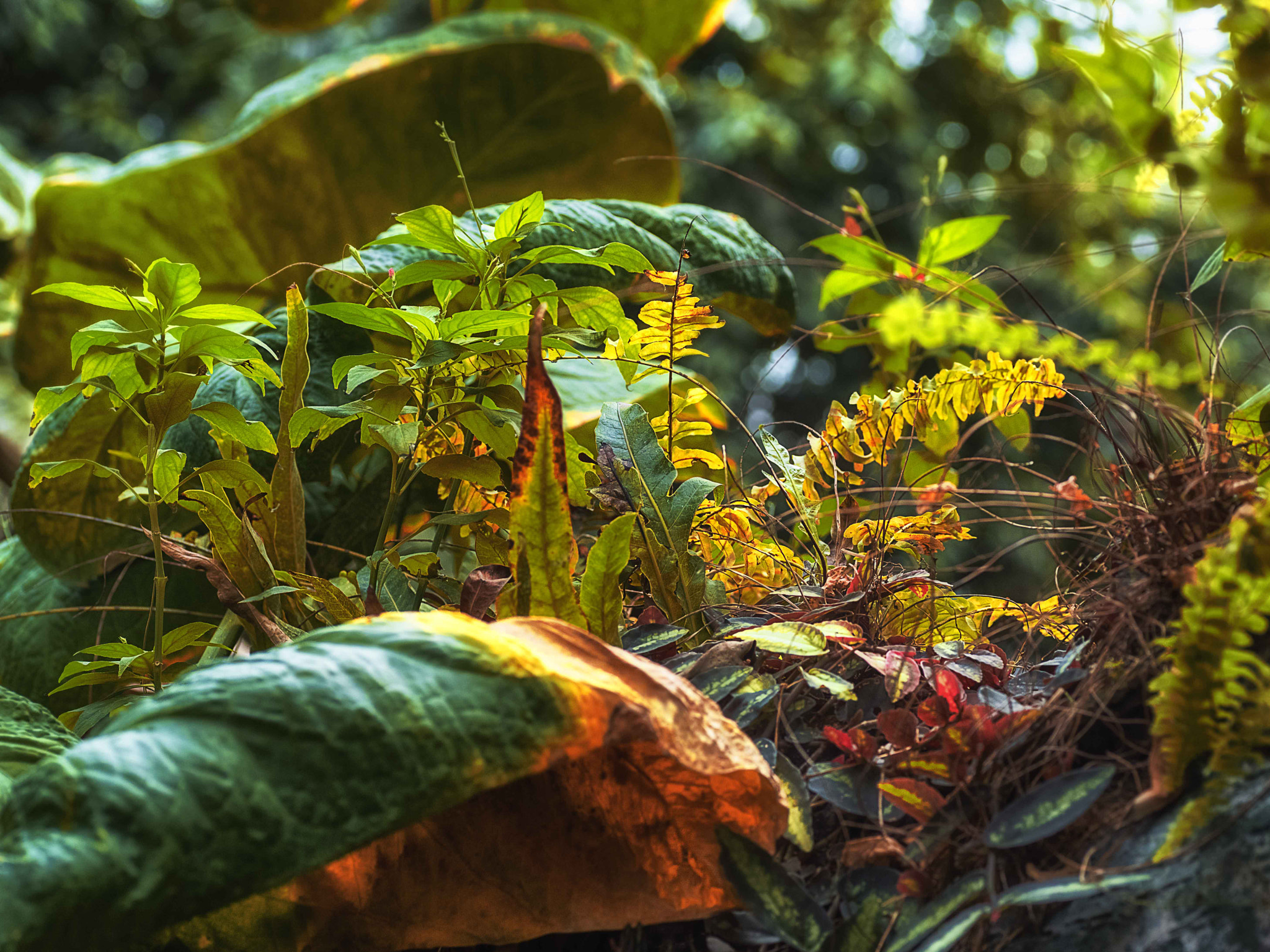 Tamron SP AF 90mm F2.8 Di Macro sample photo. Micro forest photography