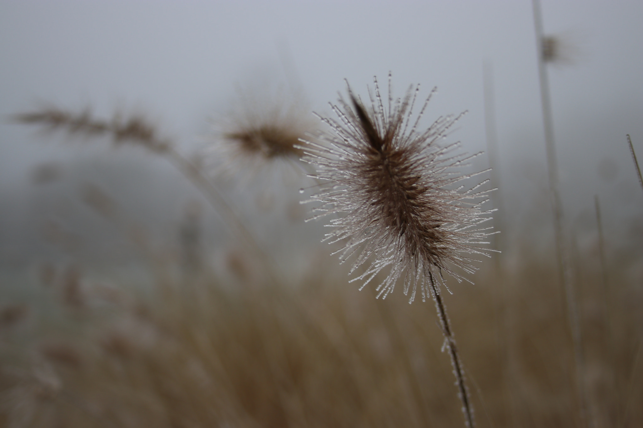 Canon EF-S 18-55mm F3.5-5.6 II sample photo. Filigree frozen photography