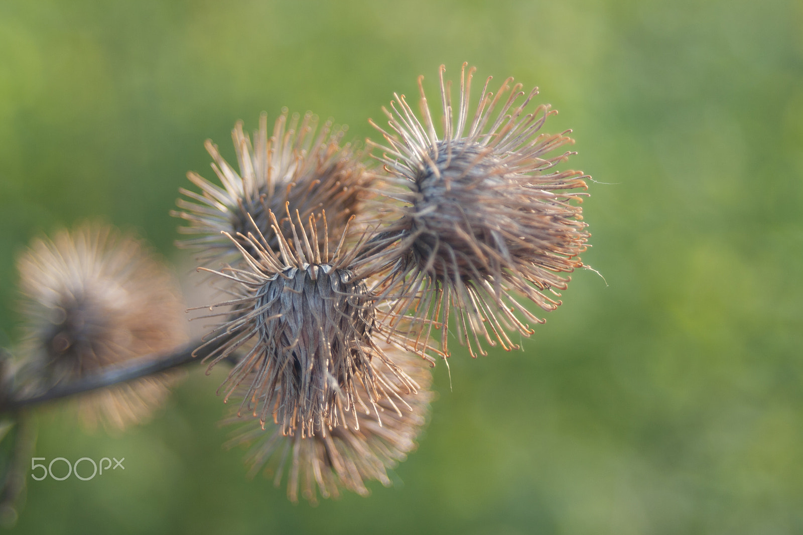 Sigma 28-80mm f/3.5-5.6 II Macro sample photo. Macro photography