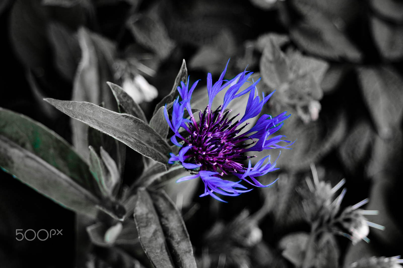 Canon EOS 400D (EOS Digital Rebel XTi / EOS Kiss Digital X) sample photo. Flower photography