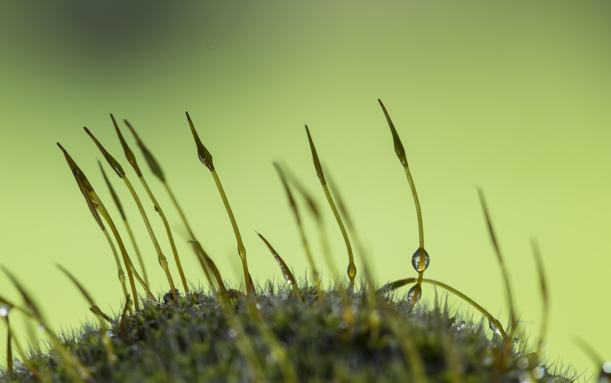 Sigma 105mm F2.8 EX DG OS HSM sample photo. Moss photography