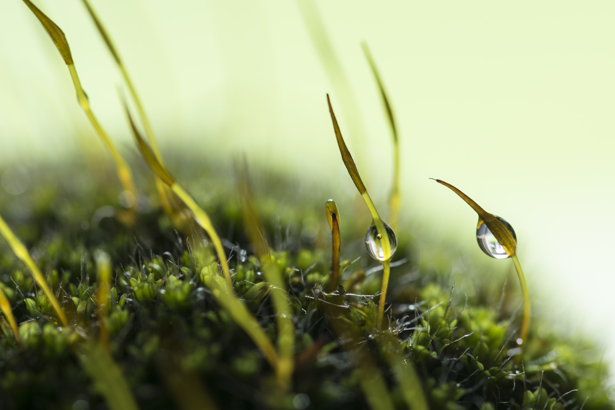 Sigma 105mm F2.8 EX DG OS HSM sample photo. Moss photography