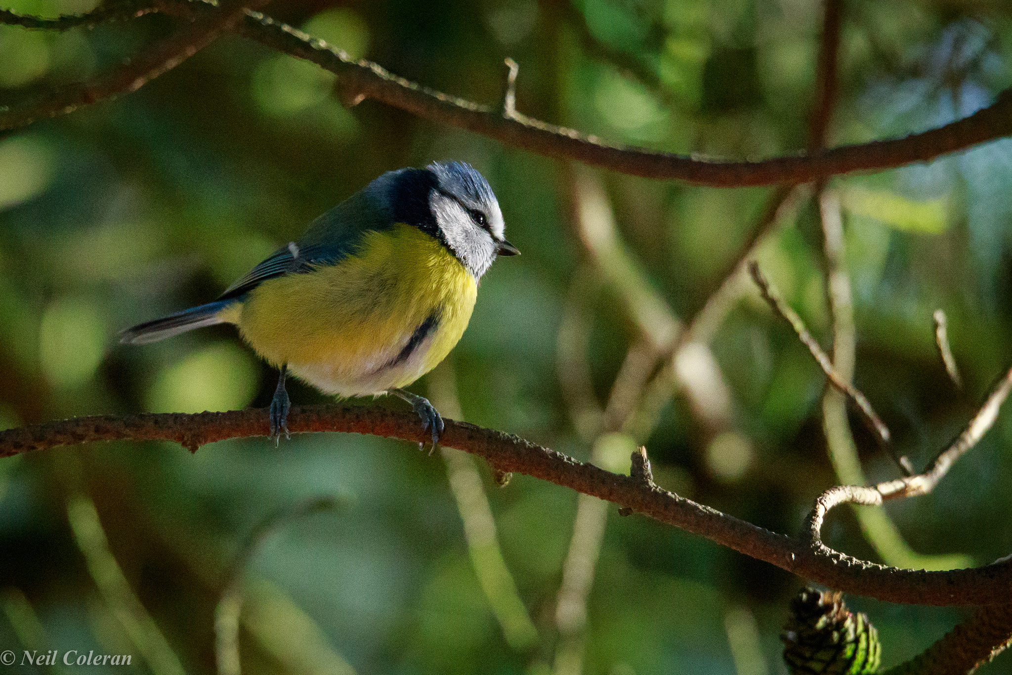 150-600mm F5-6.3 DG OS HSM | Sports 014 sample photo. Blue tit photography