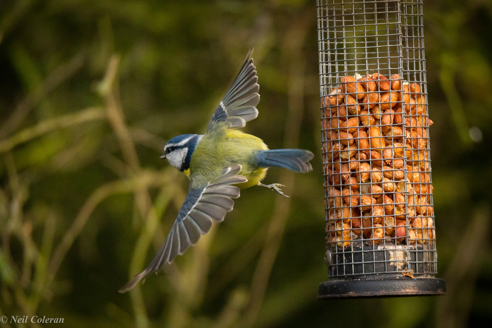 150-600mm F5-6.3 DG OS HSM | Sports 014 sample photo. Blue tit. photography