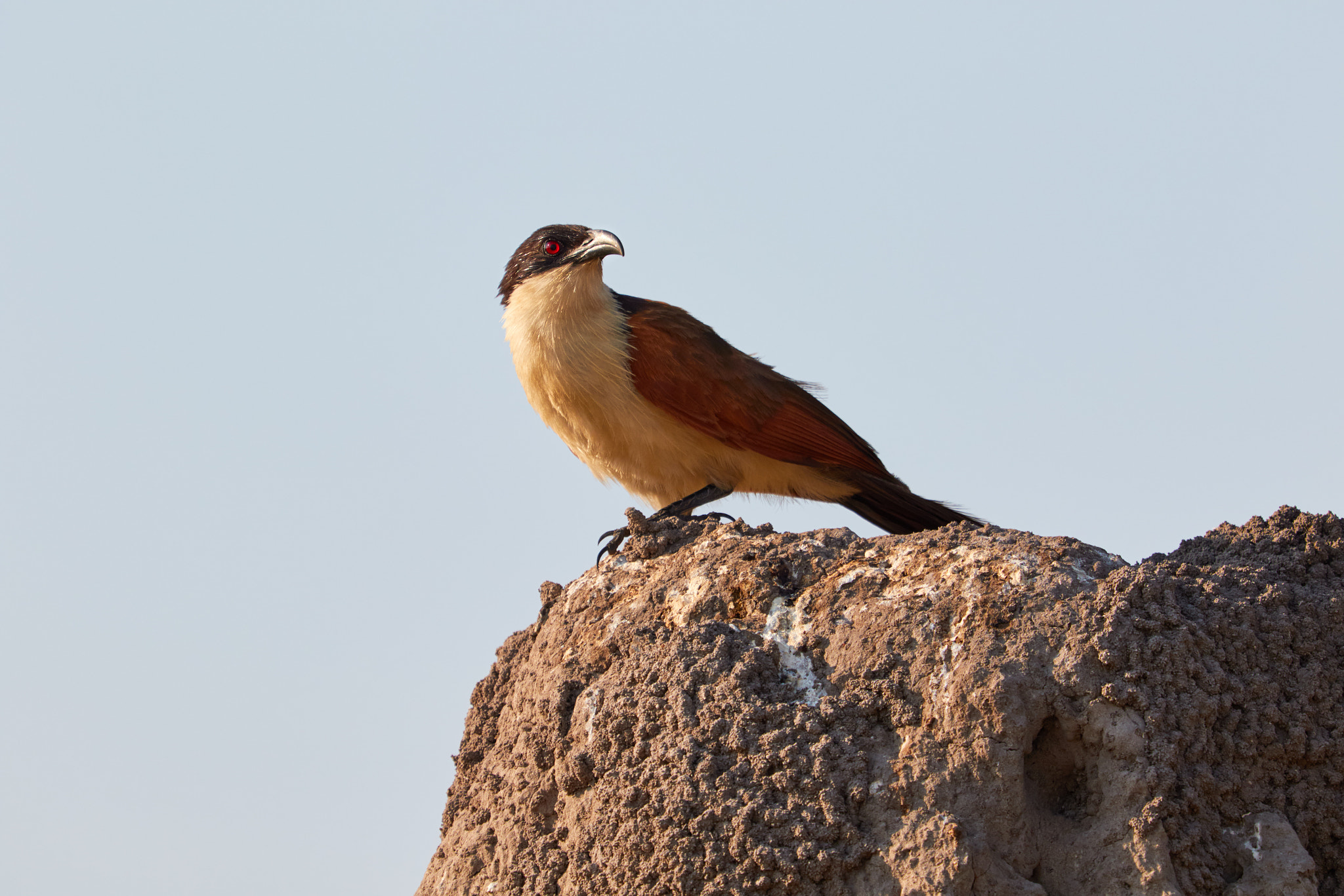 Canon EOS 7D Mark II + Canon EF 100-400mm F4.5-5.6L IS USM sample photo. Coppery-tailed coucal in botswana photography