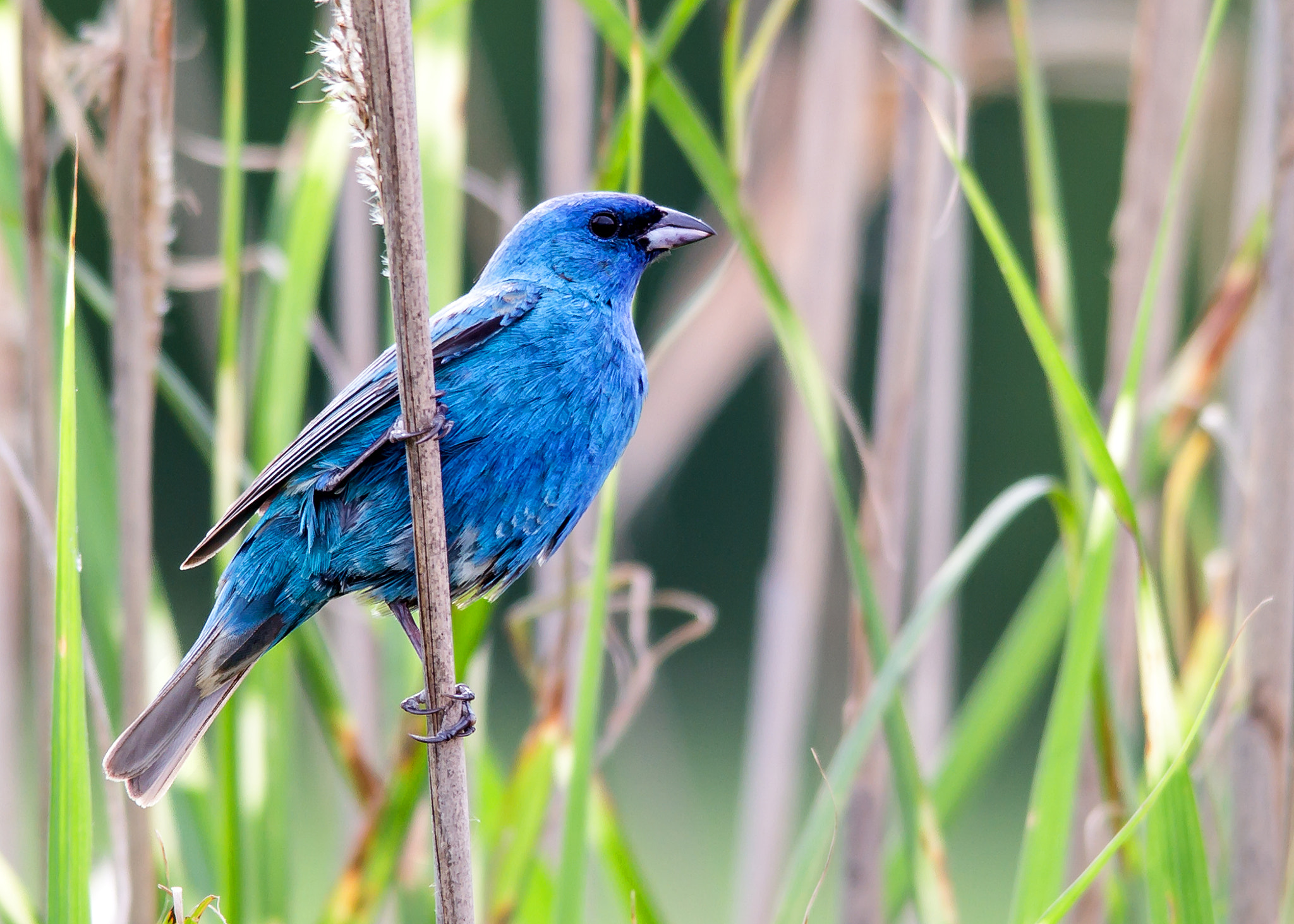 Sigma 150-500mm F5-6.3 DG OS HSM sample photo. Bunting photography