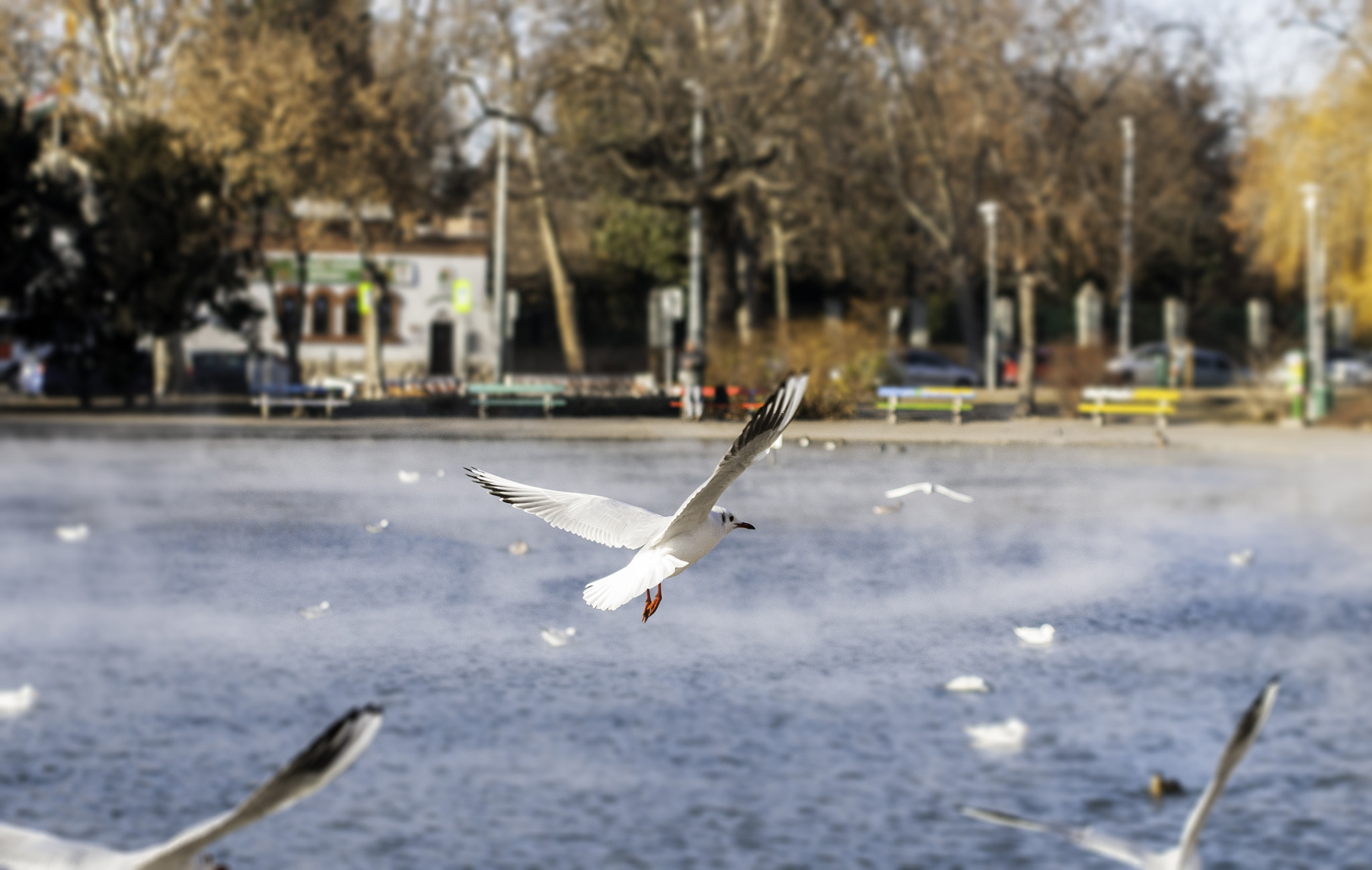 Nikon D300 + AF Zoom-Nikkor 35-135mm f/3.5-4.5 sample photo. Seagull photography