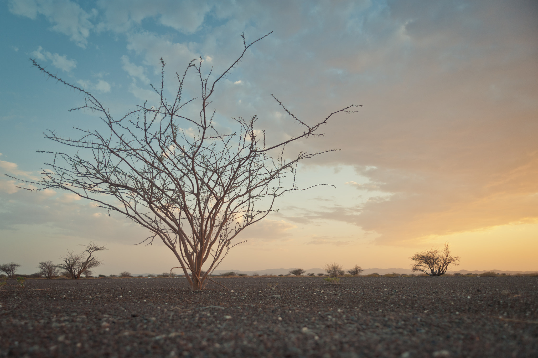 Nikon D700 sample photo. Trees against the sky photography