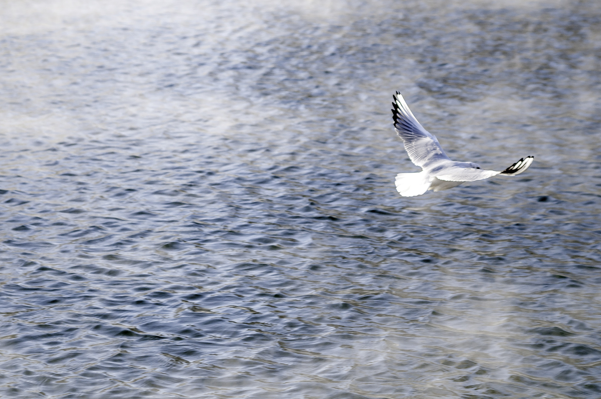 AF Zoom-Nikkor 35-135mm f/3.5-4.5 sample photo. Leaving seagull photography