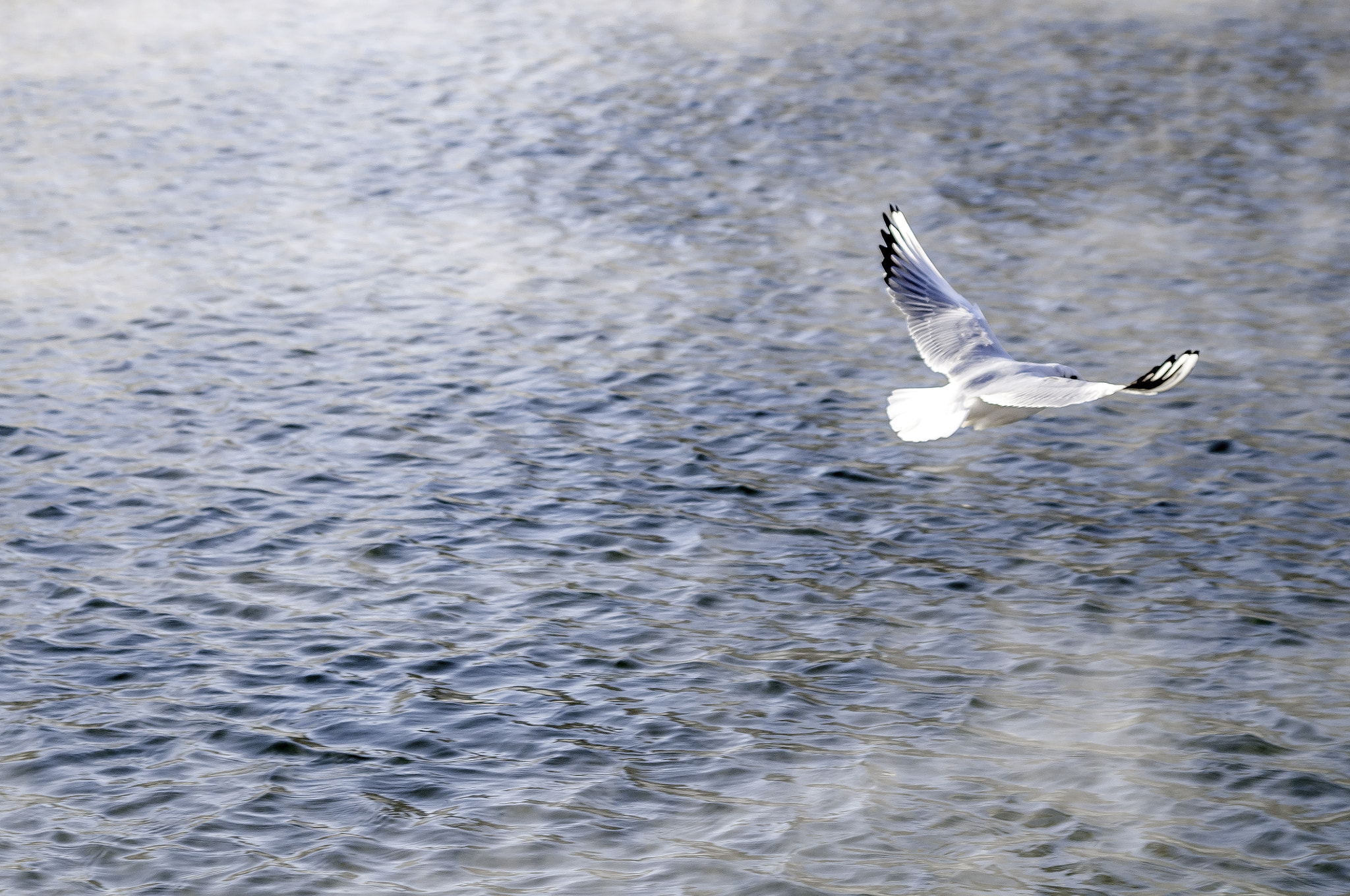 Nikon D300 + AF Zoom-Nikkor 35-135mm f/3.5-4.5 sample photo. Leaving seagull photography