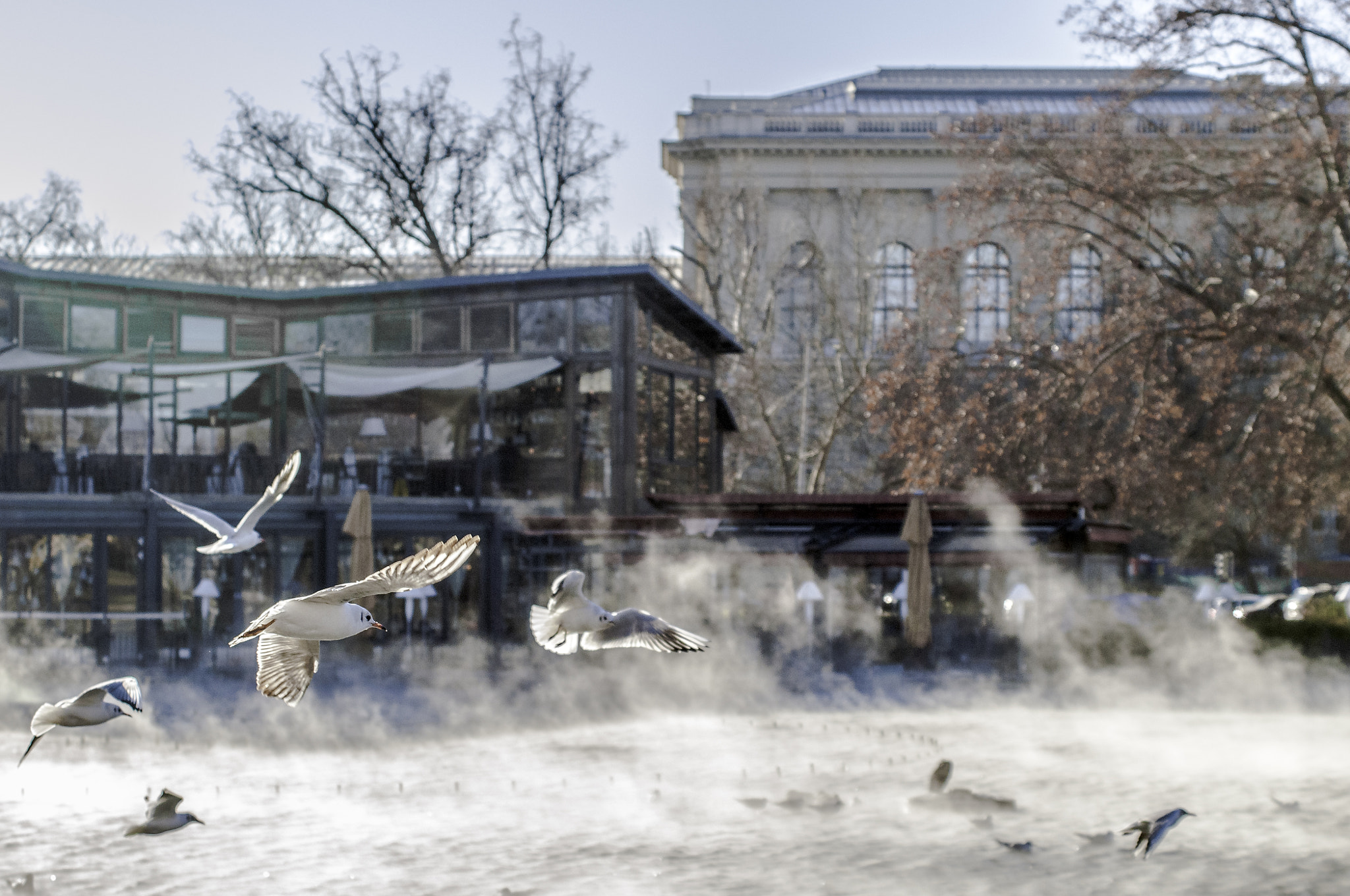 AF Zoom-Nikkor 35-135mm f/3.5-4.5 sample photo. Seagulls in winter daylight photography