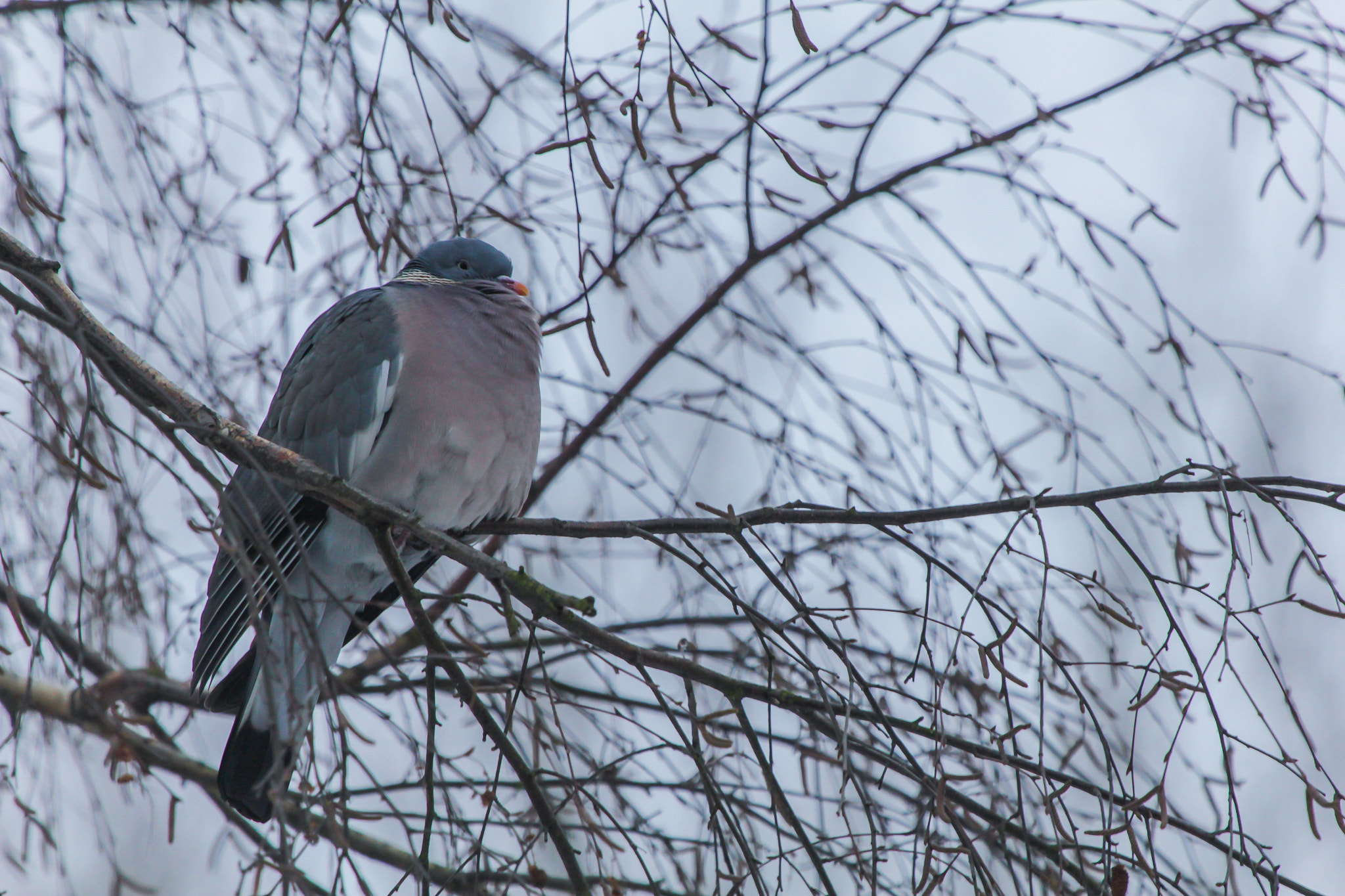 Canon EF 100-400mm F4.5-5.6L IS USM sample photo. Bird photography