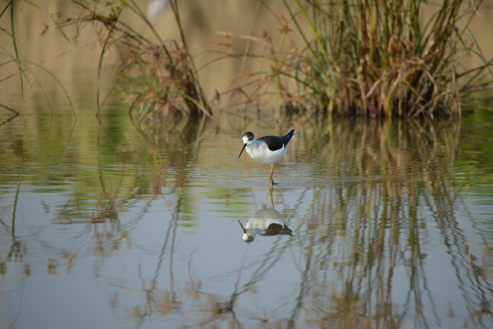 Nikon D800 + Sigma 50-500mm F4.5-6.3 DG OS HSM sample photo