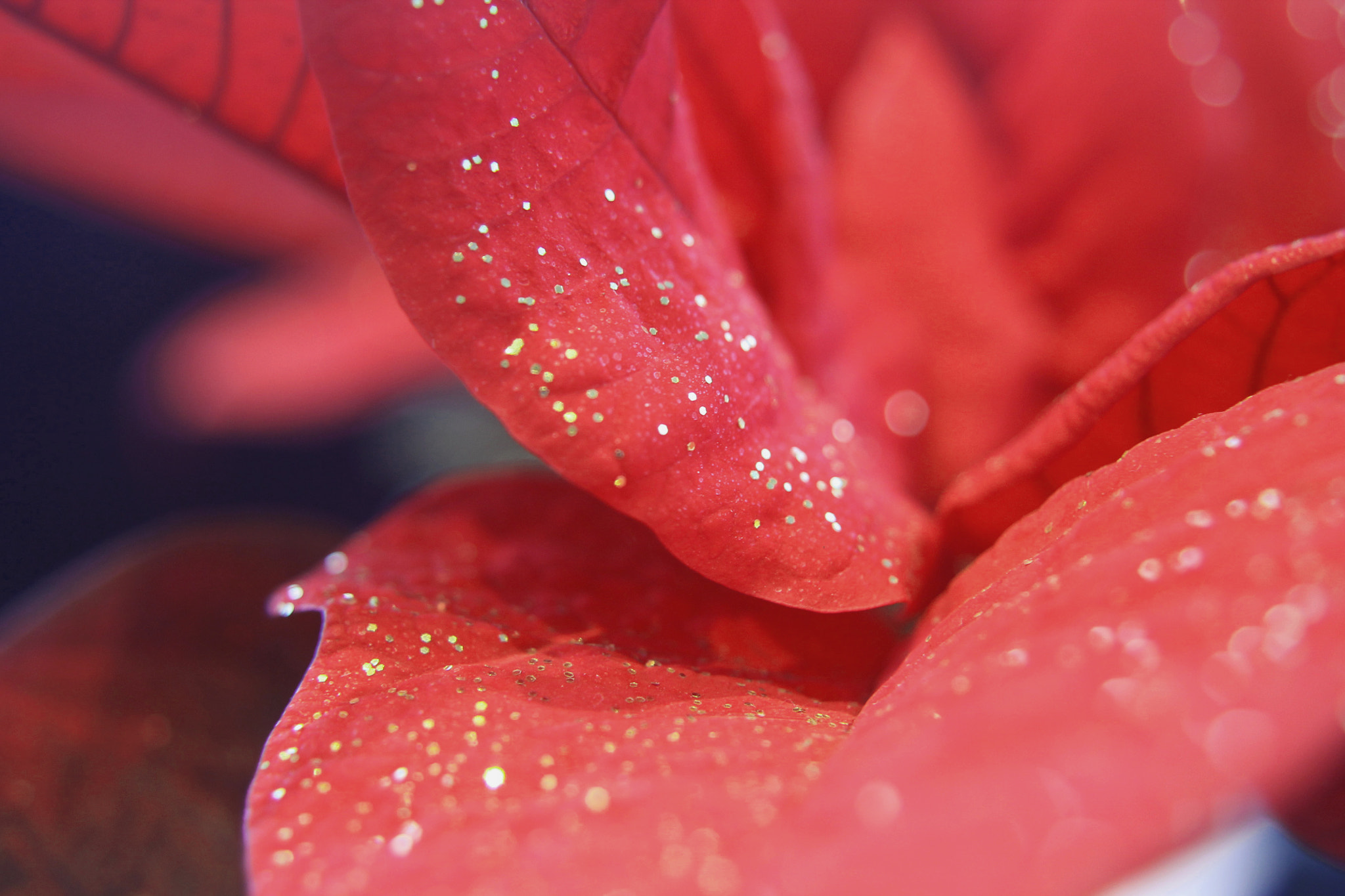 Canon EF 28-80mm f/3.5-5.6 sample photo. Christmas flower photography