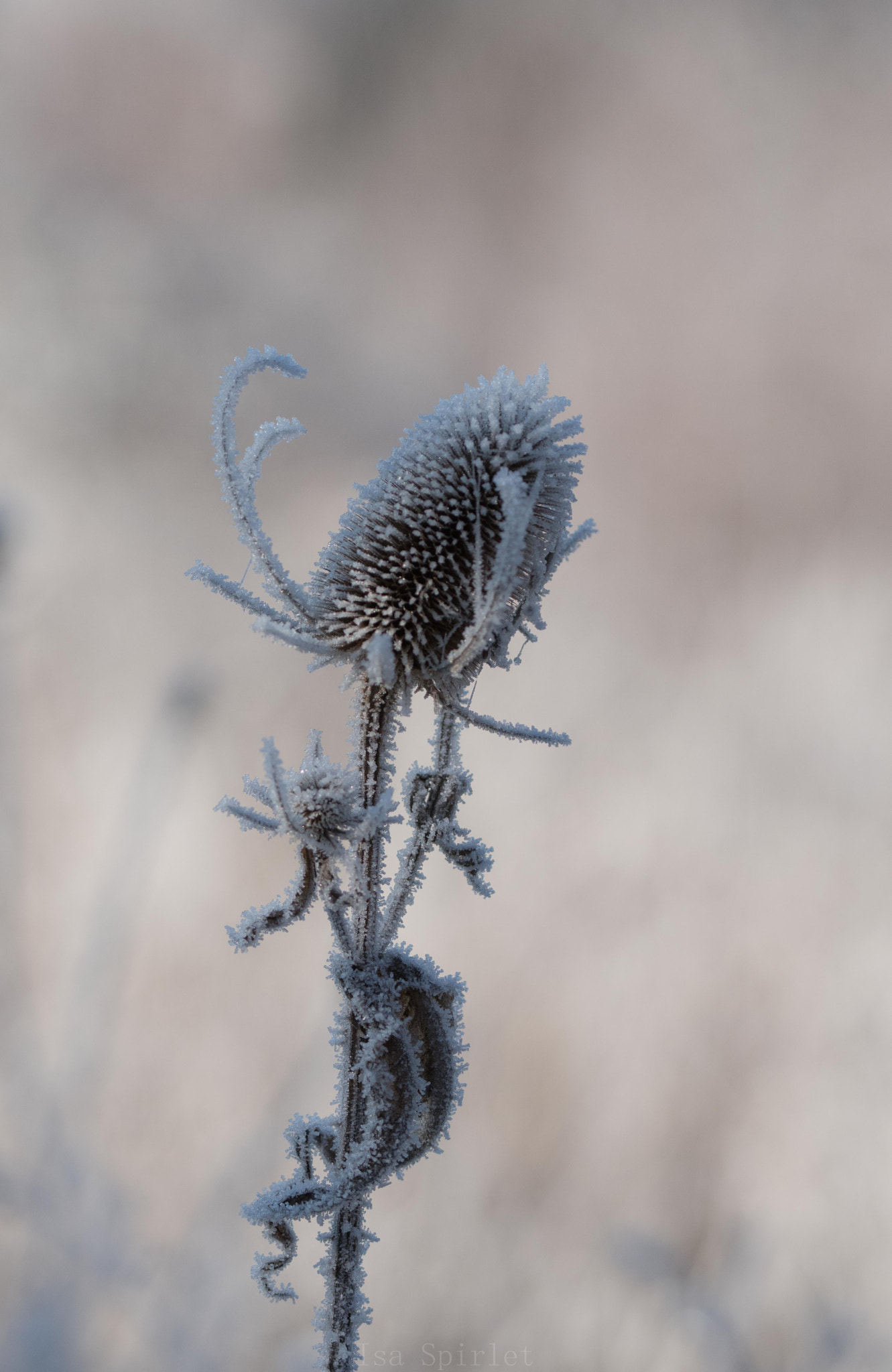 Sigma 105mm F2.8 EX DG OS HSM sample photo. Dsc photography
