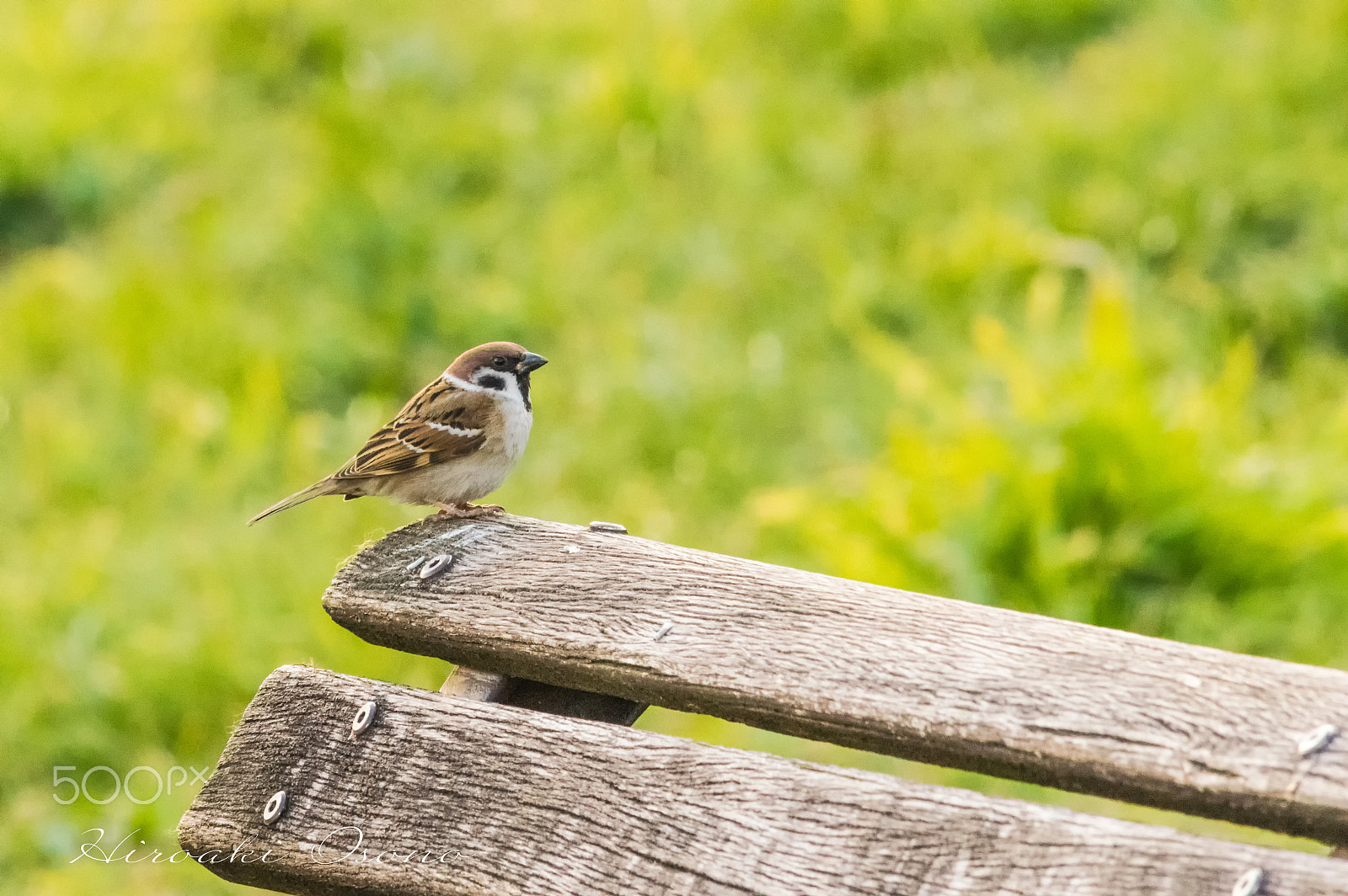 Pentax K-3 sample photo. Sparrow photography