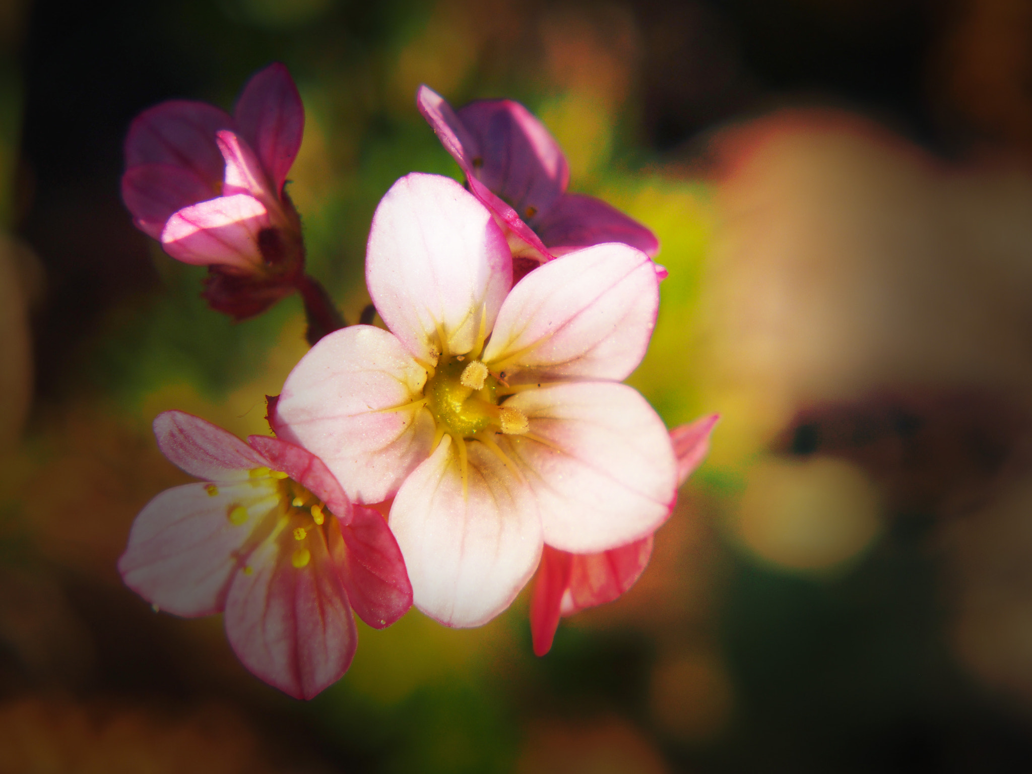 Olympus PEN E-PL5 sample photo. Flowers summer photography